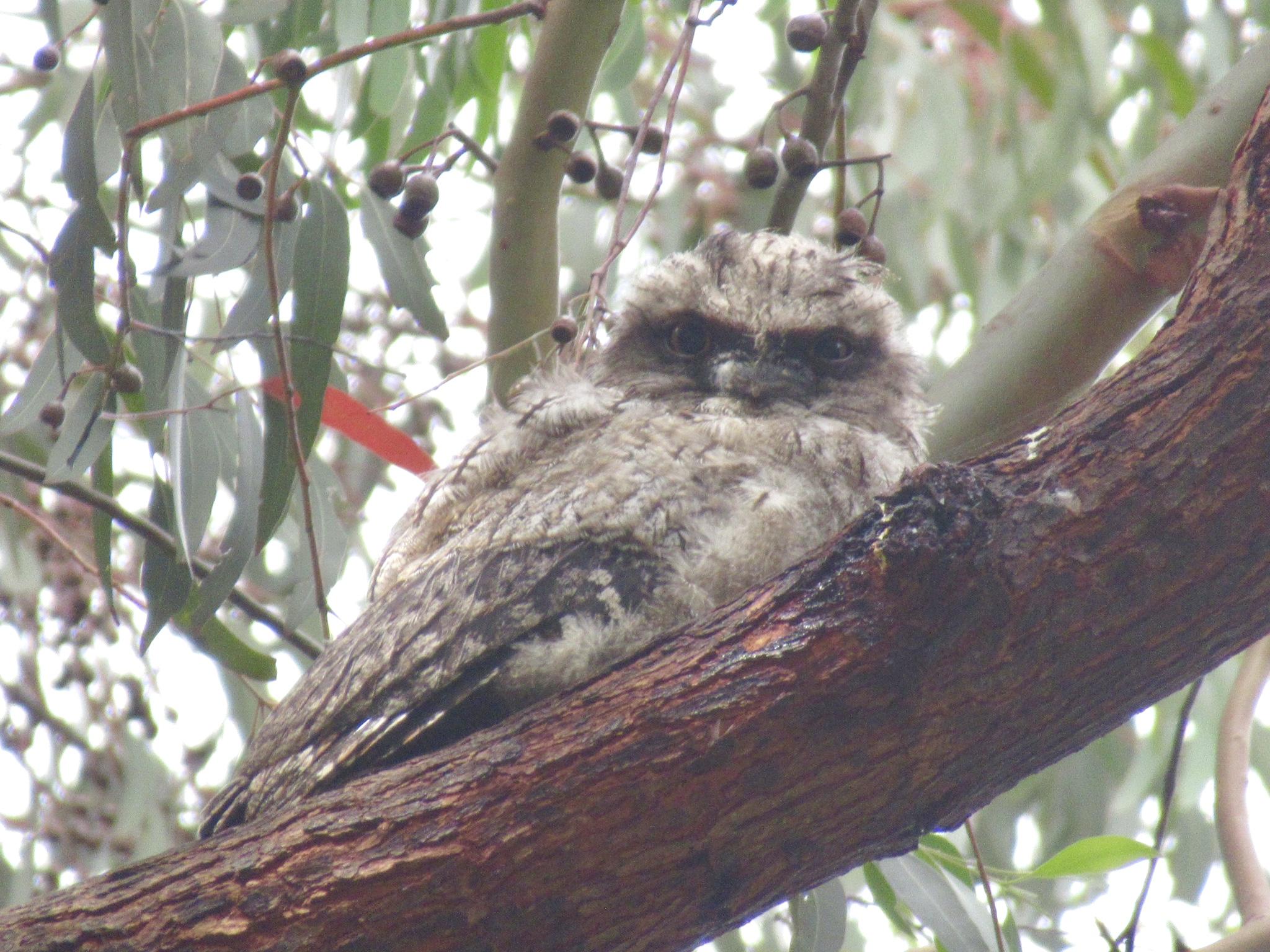A young grey tawny frogmouth bird in a tree. They’ve got a lot of adult feathers but still some of their baby fluff