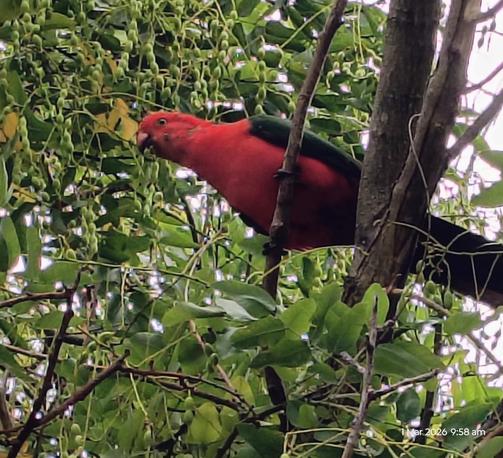 Male King Parrot on a branch in a tree