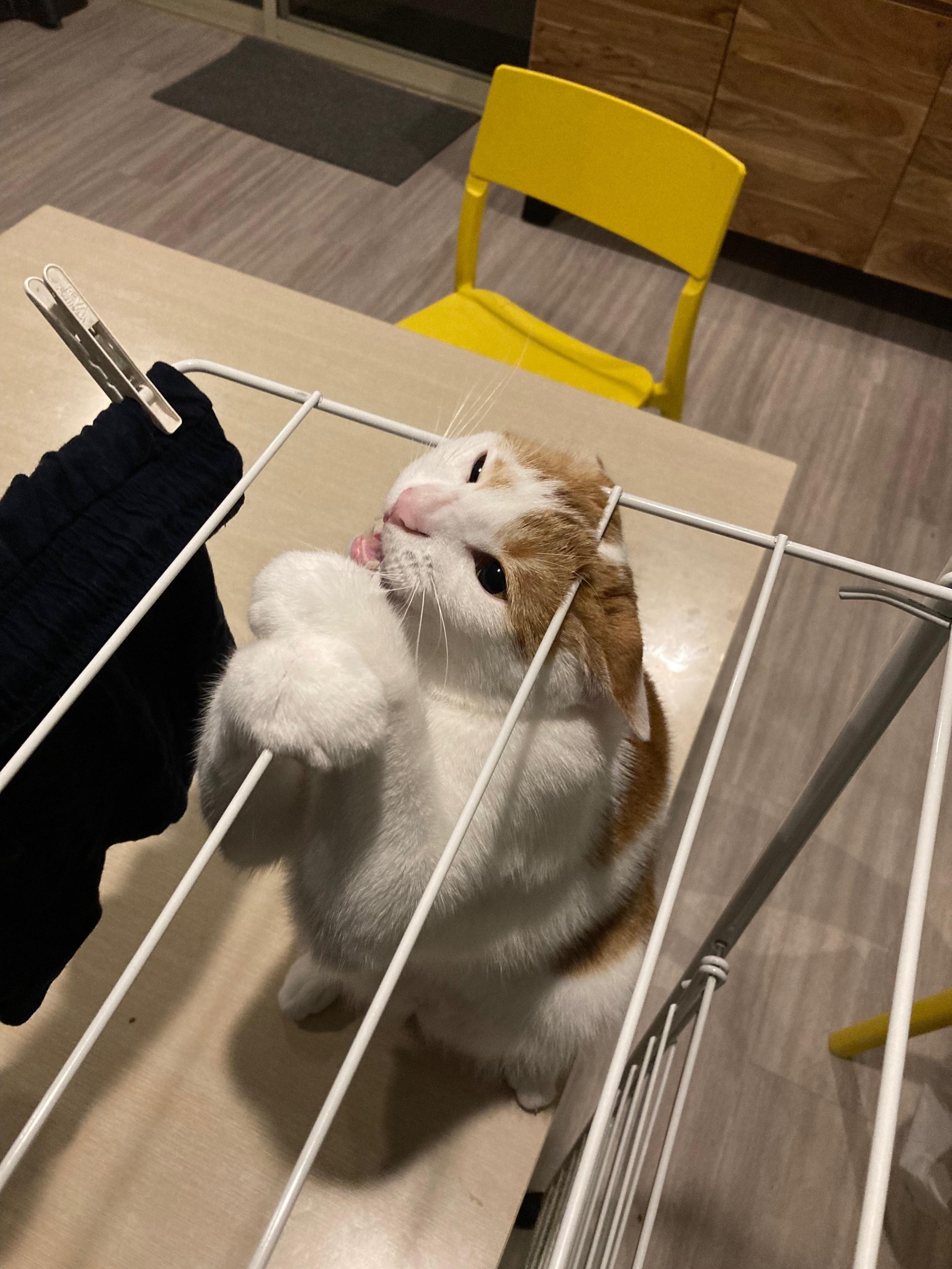 Orange and white cat attacks clothes horse, both his paws are clutching it, and he is biting it.