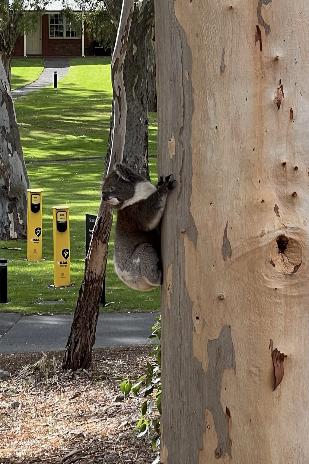 Half the photo is a eucalypt tree trunk. A koala is clinging to the tree and looking away to his right (there are approaching cyclists).