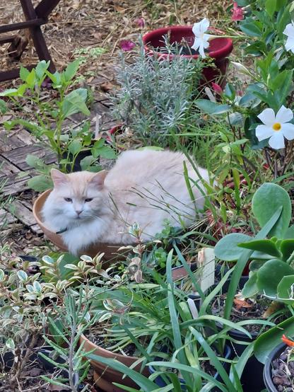 A fluffy light coloured cat sitting in a large round pot on the ground surrounded by other pot plants.
