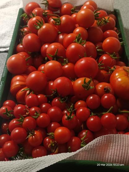 An assortment of small tomatoes