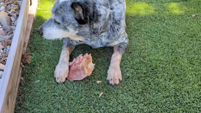 A blue heeler eating a beef "flying saucer" treat 