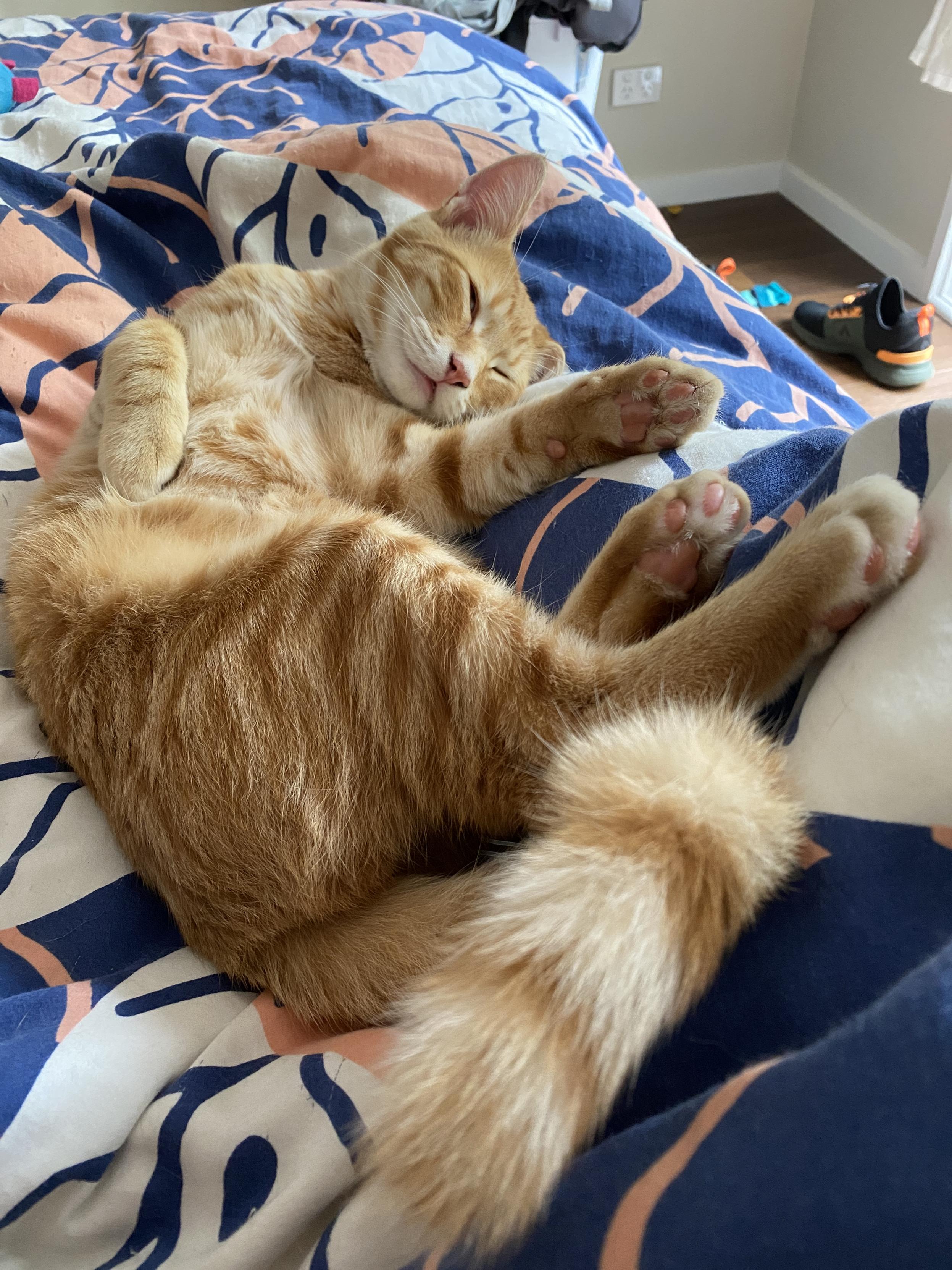 An orange cat lying on its back on top of a pink, blue, and white doona cover. The cat (his name is Tom!) is resting up against my leg; rail and rear paws in the air. His front paws have flooped where they lay. 