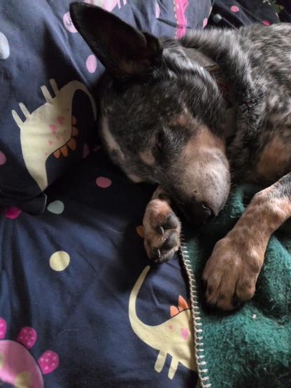 Exhausted blue heeler