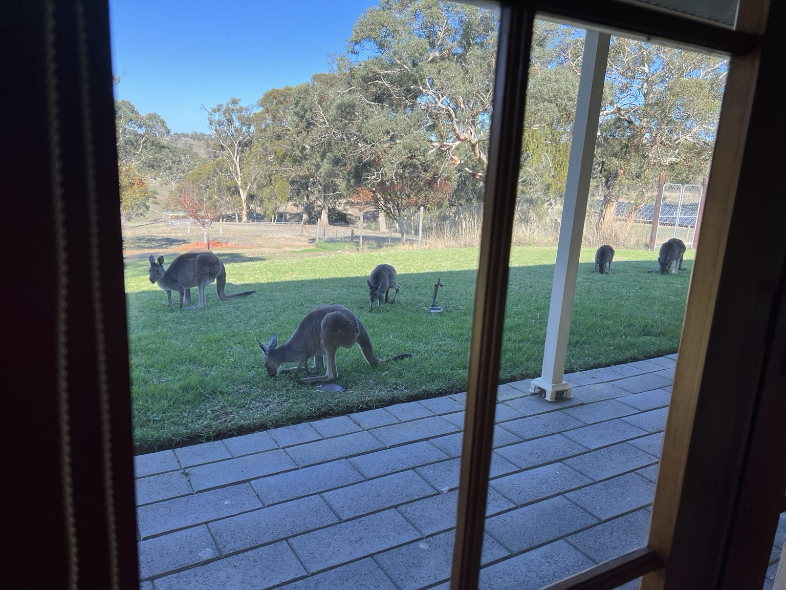 View out a glass door of a lawn with five small kangaroos feeding.  Background is eucalypt trees.