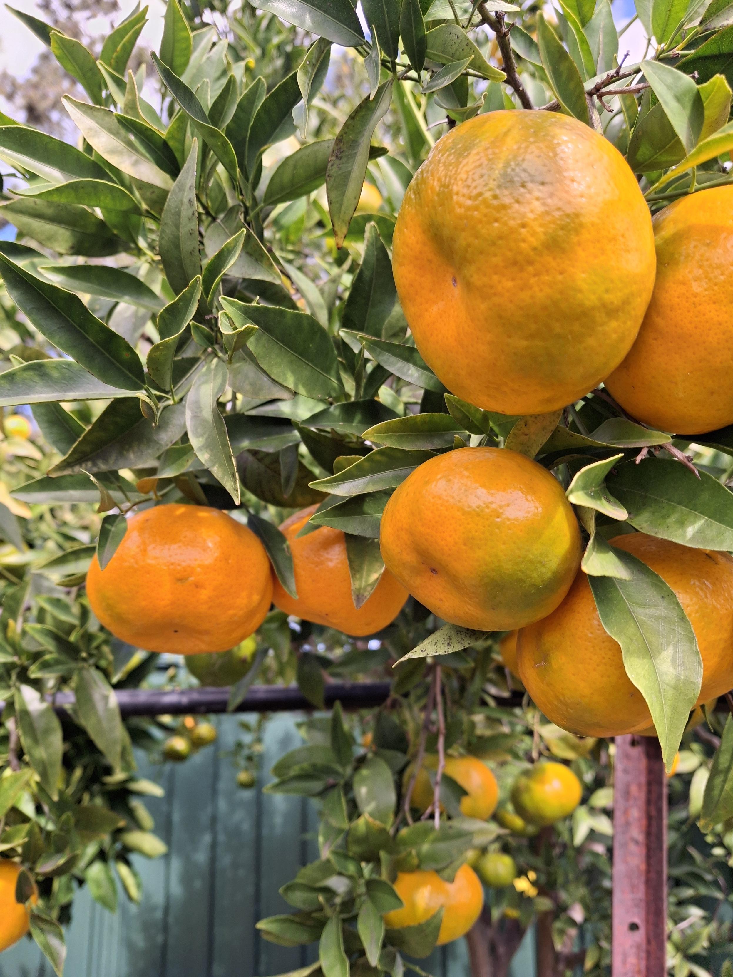 Ripening mandarins on a tree