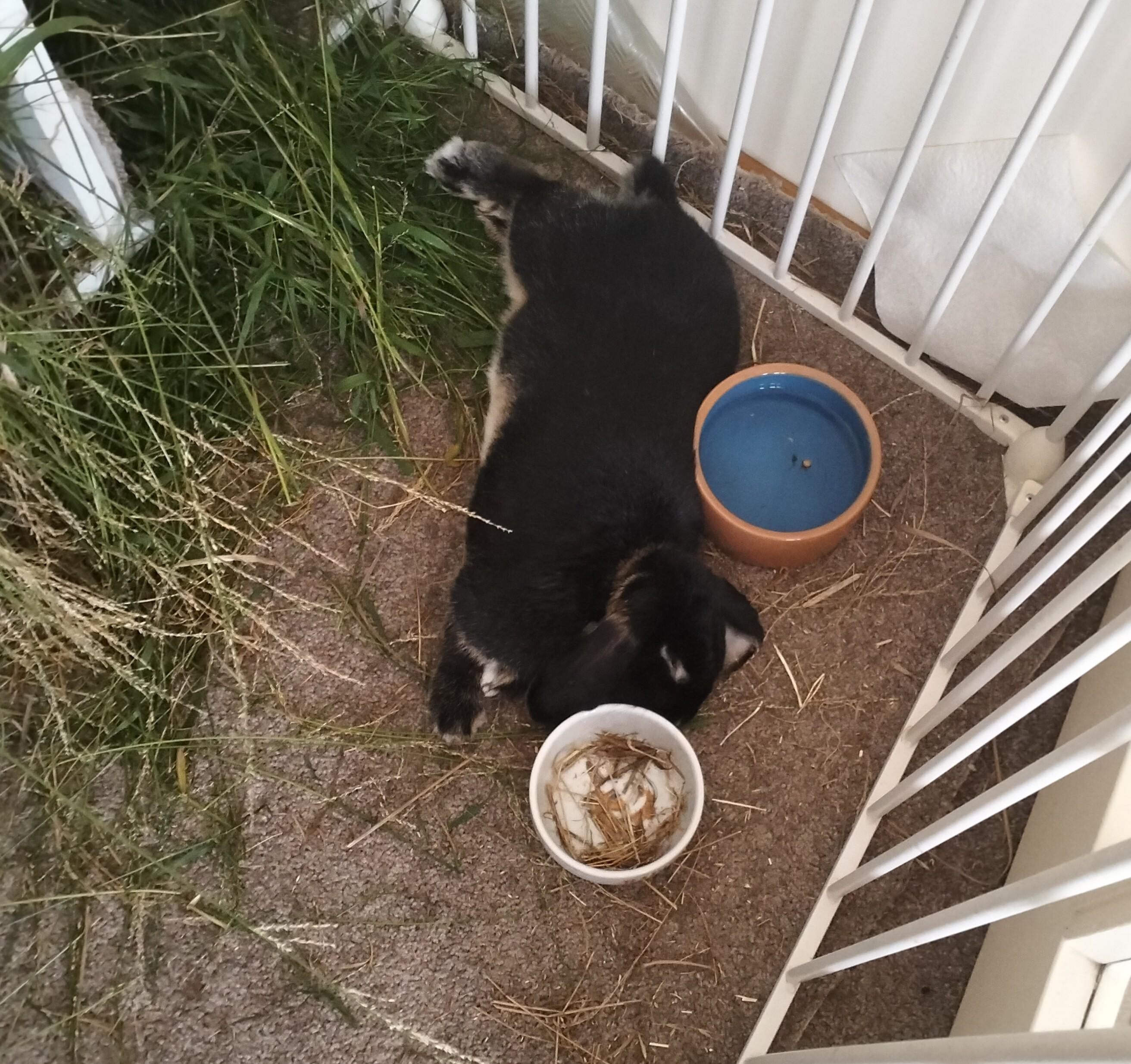 Picture of stretched out rabbit. He has put his head between the food and water bowls, his feet are touching the grass he has pulled from his feeder.