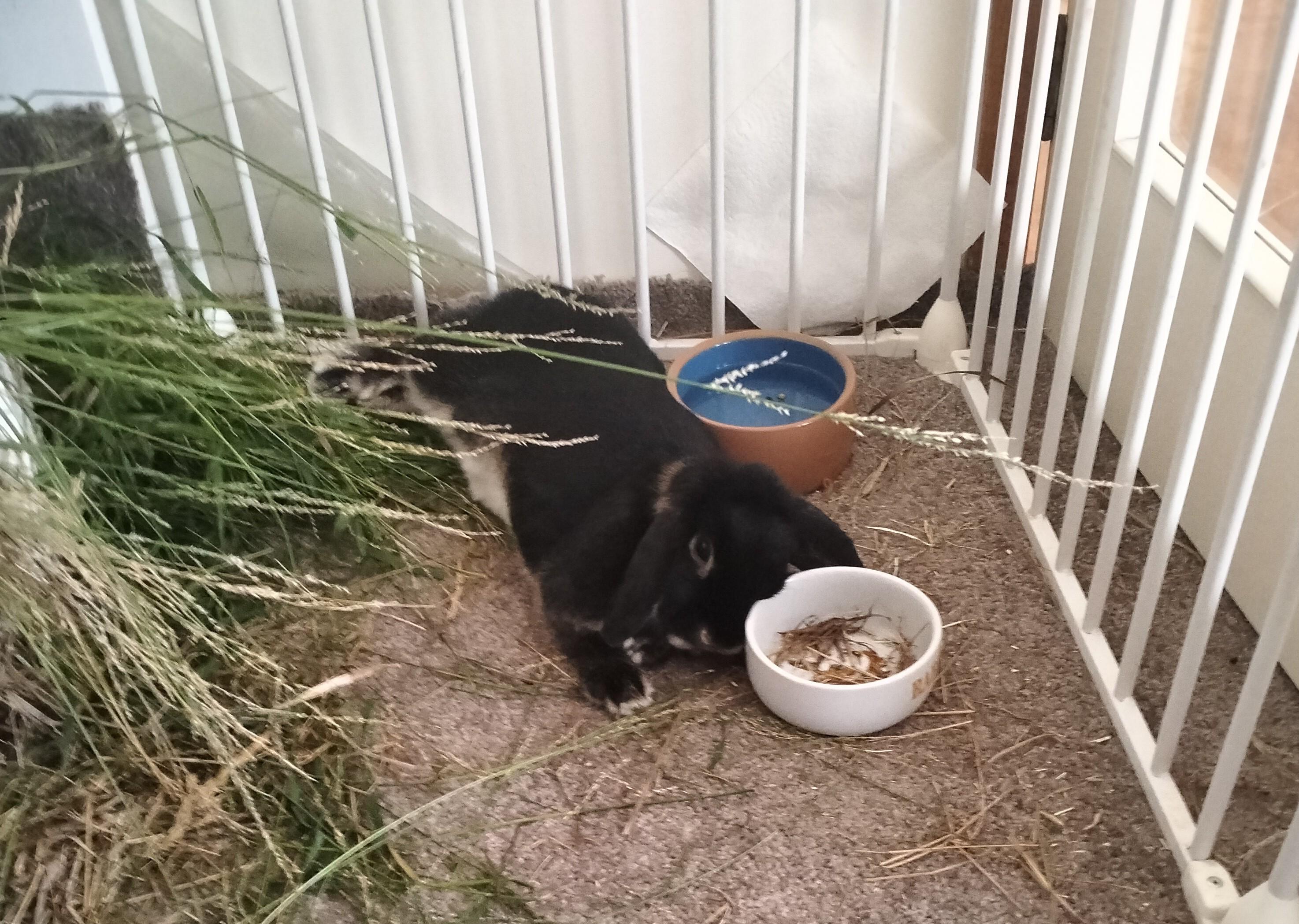 Picture of stretched out rabbit. He has put his head slightly on his food bowl causing his nose to fluff