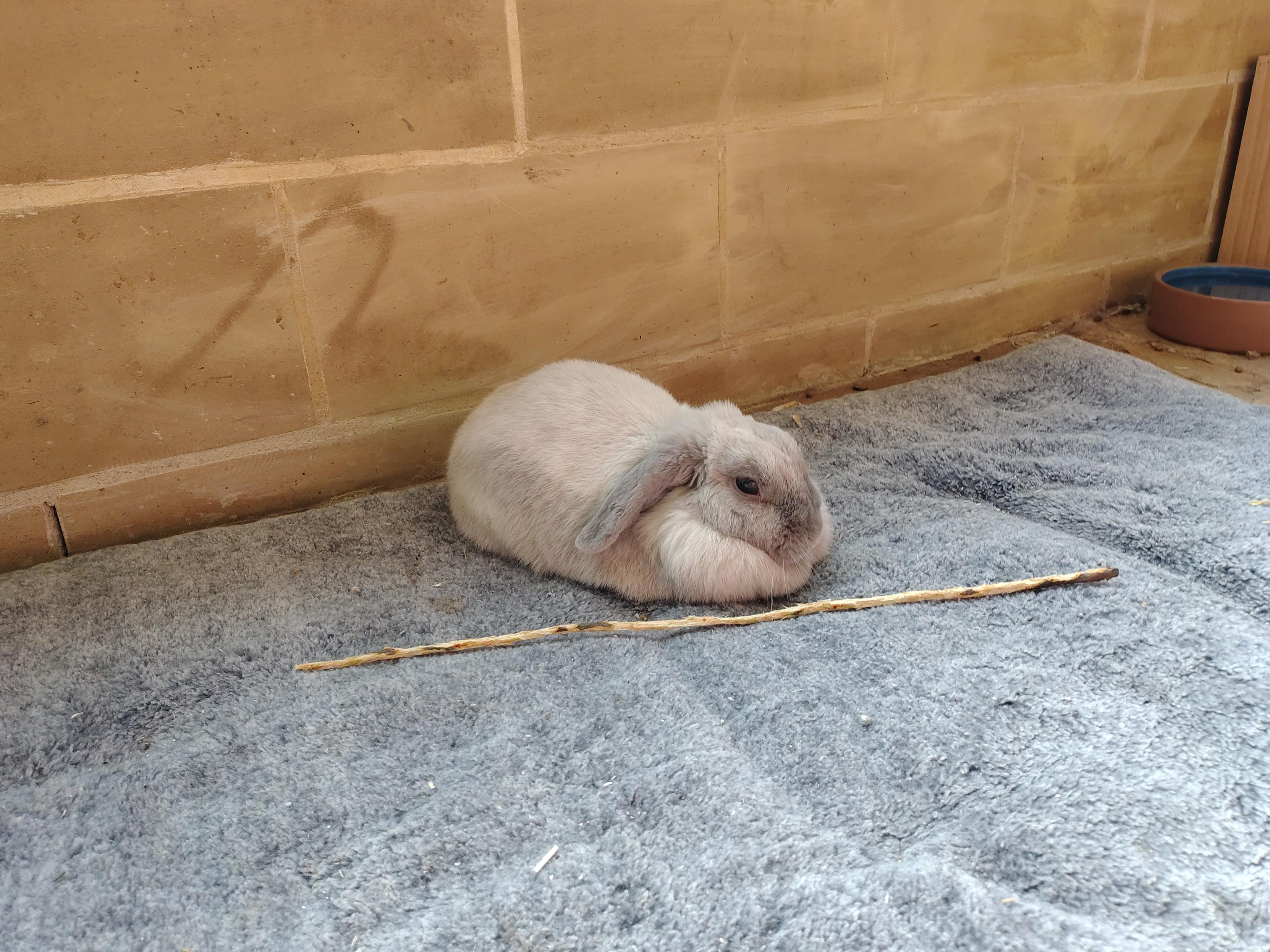 Photo of a small light grey rabbit with floppy ears, sitting on a cushion with her legs tucked under her. There's a heavily chewed stick in front of her