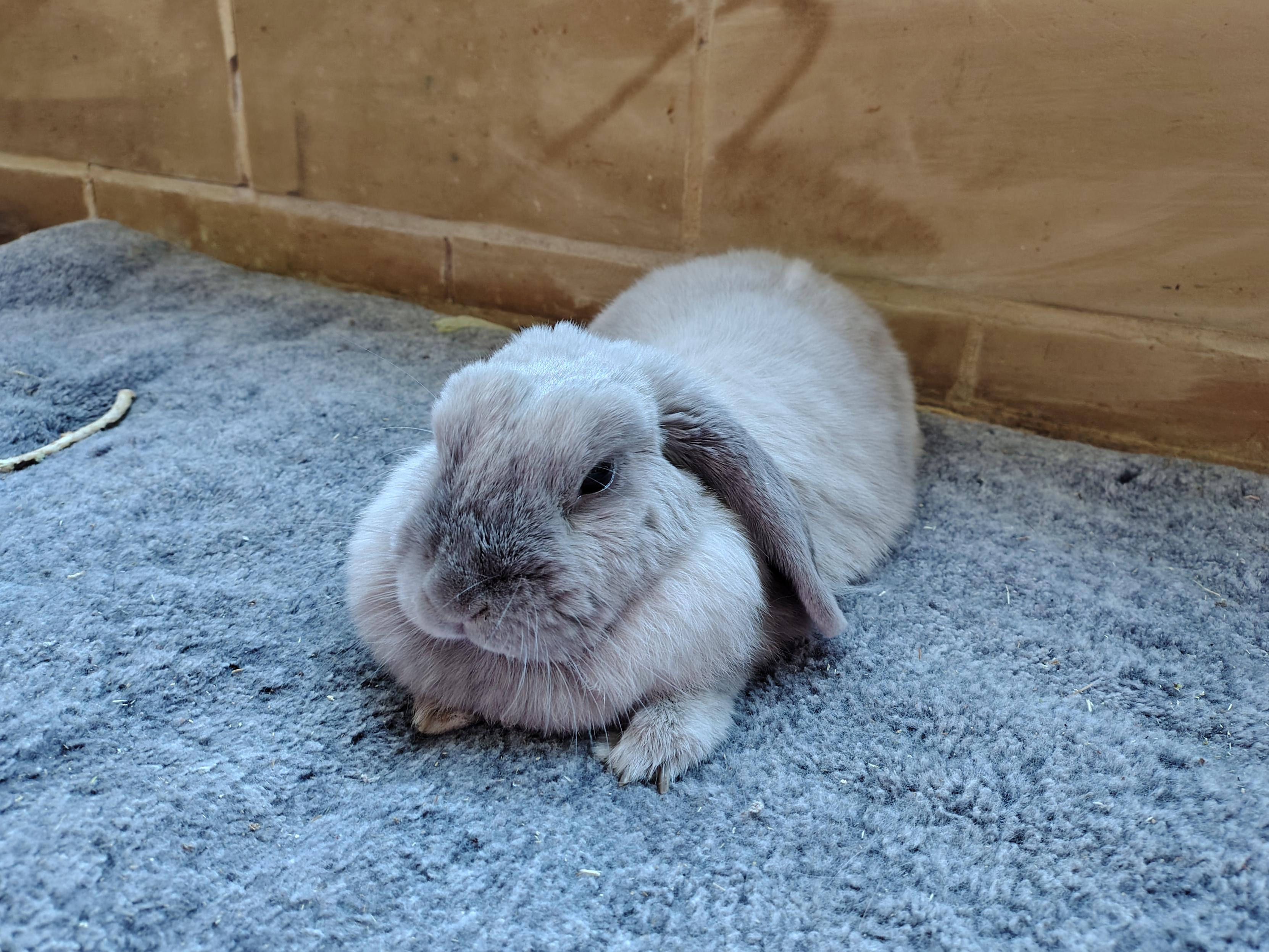 Photo of a small light grey rabbit lying on a cushion. She has floppy ears, and has her front feet visible. She has a darker grey patch on her nose