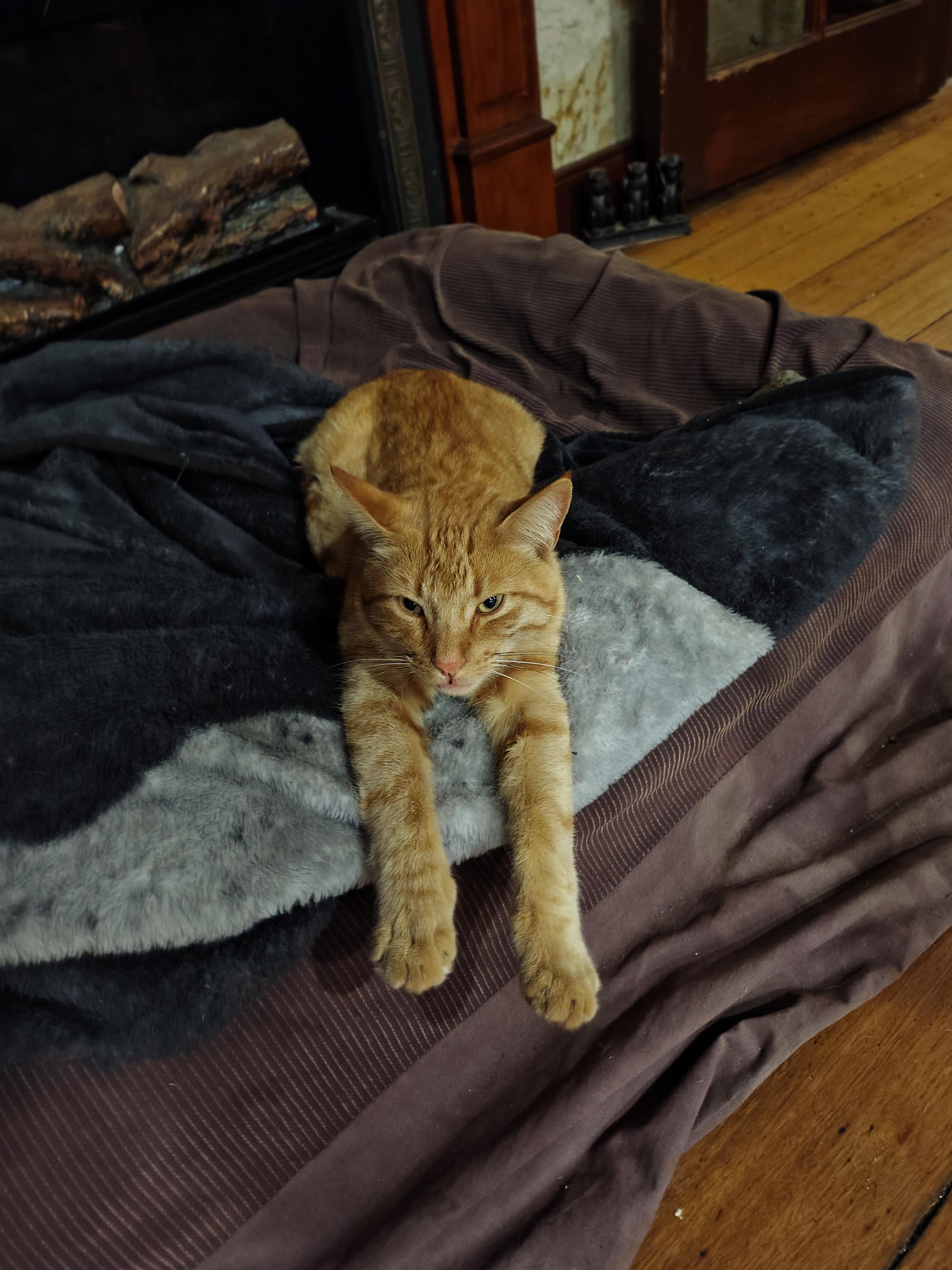 Photo of an orange cat lying on a large pet bed. He has his front paws sticking out in front of him