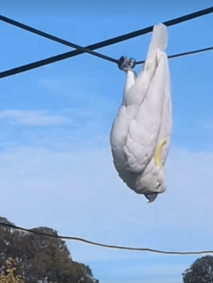 Cockatoo hanging upside down on a wire. 