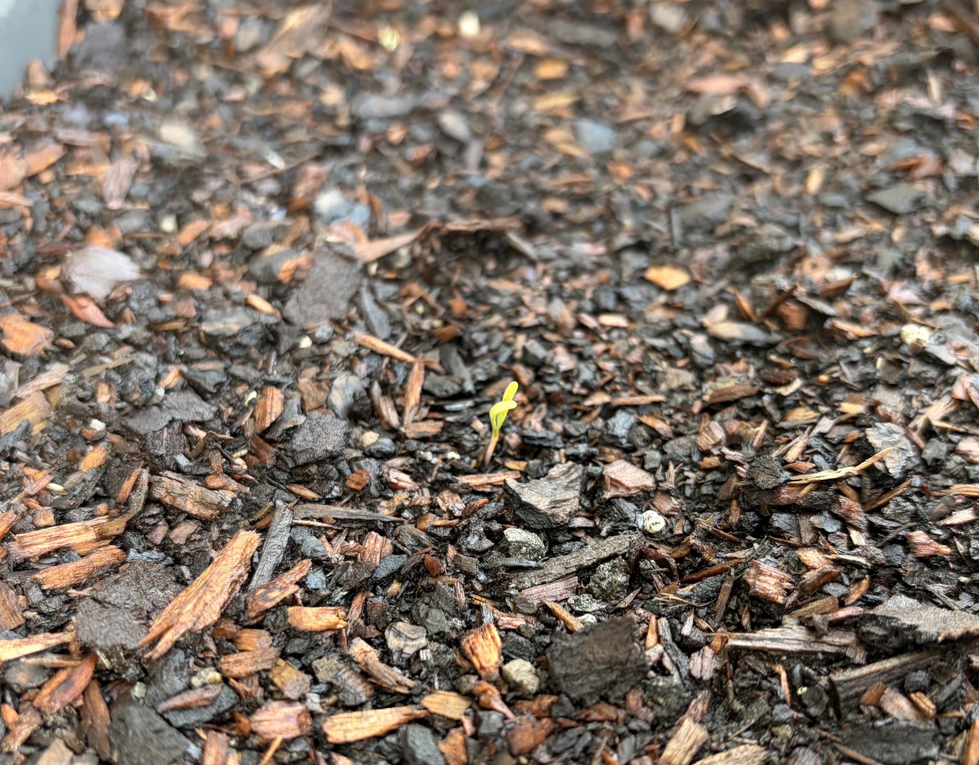 Soil. With one tiny seedling in the middle.