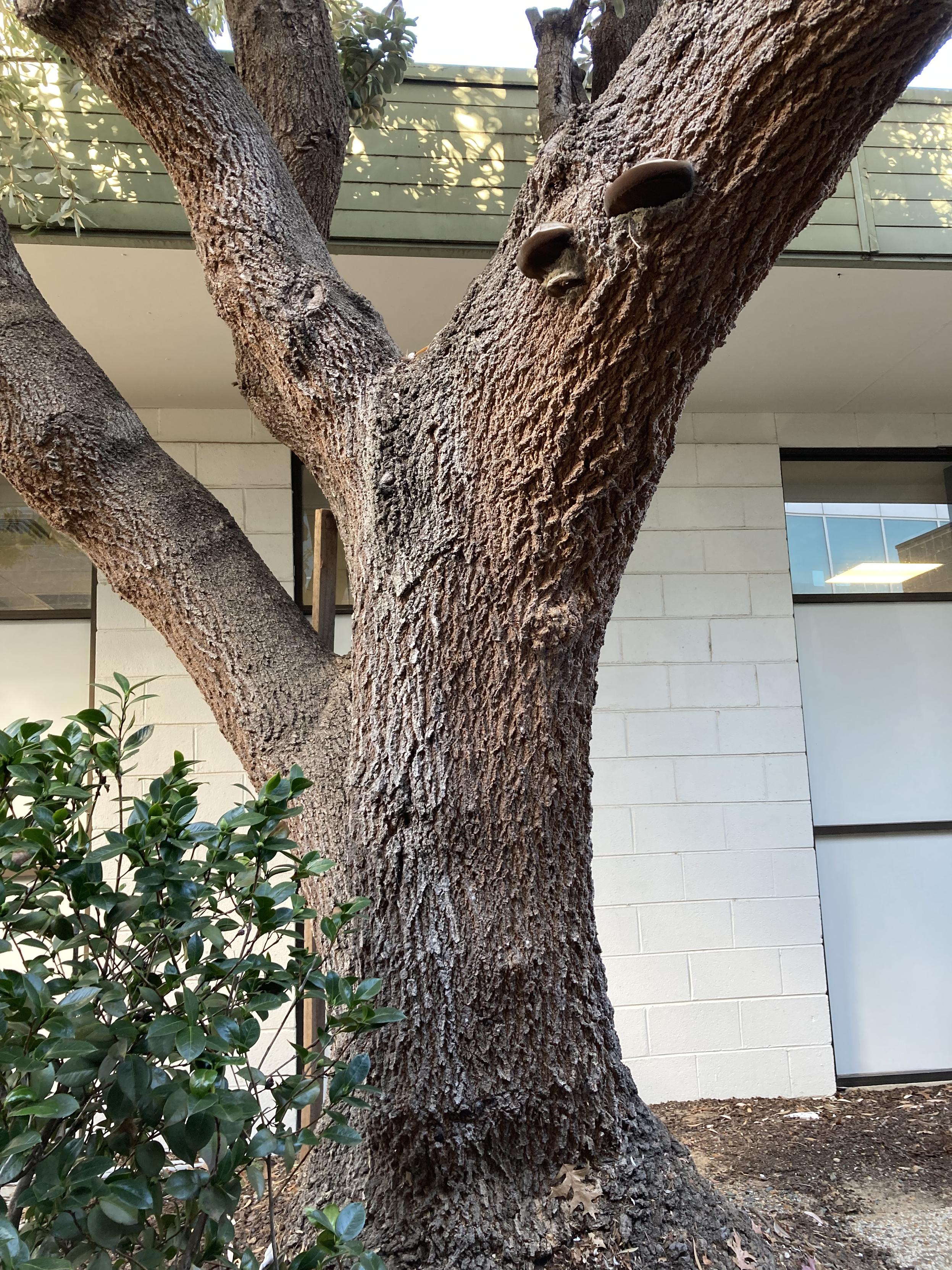 Tree with moderately wide base. Branching off in different directions. Fairly high up in some outgrowths.