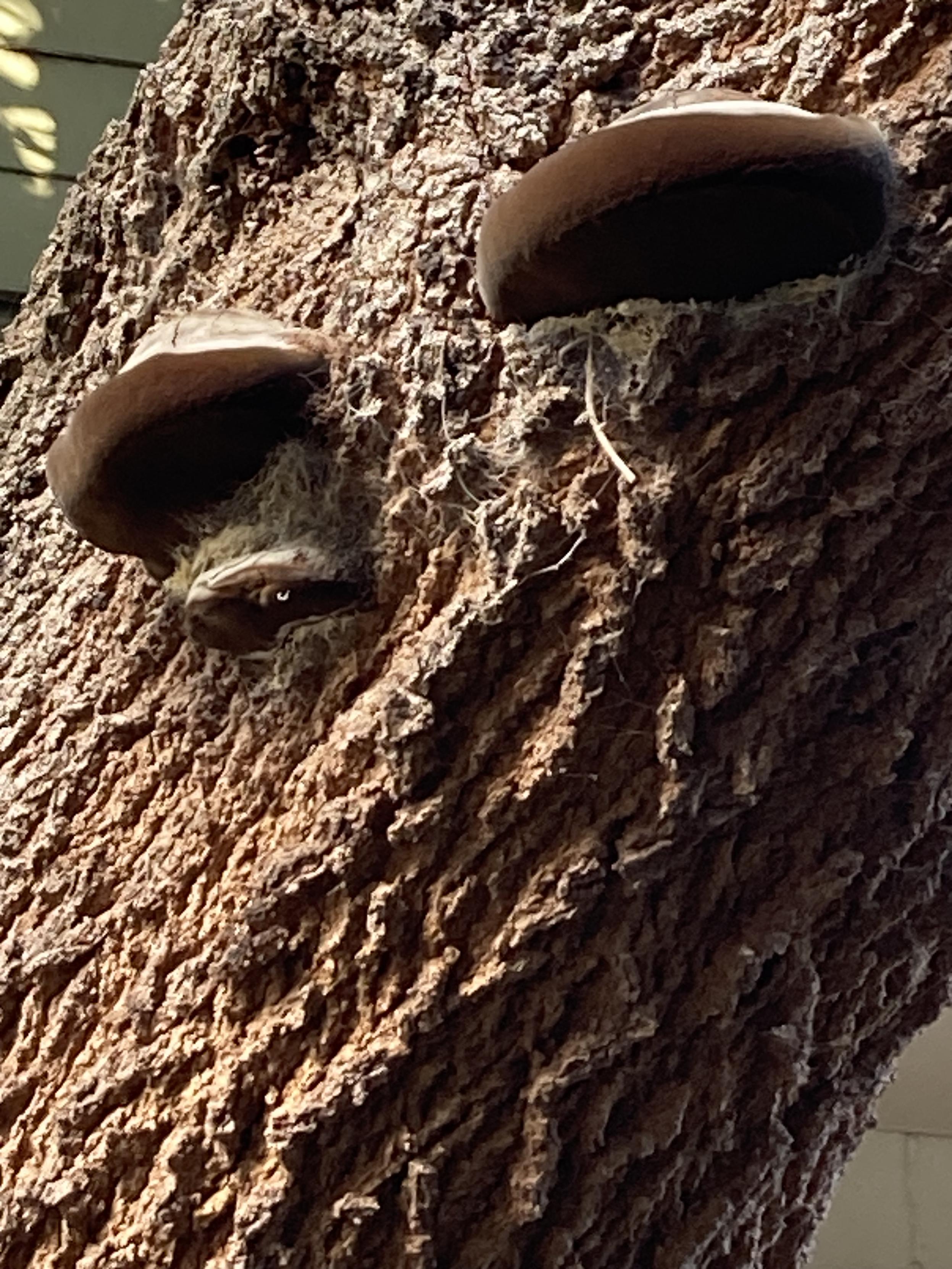Closer shot of textured tree bark, with three semi circular shapes emerging, possibly fungi. Smooth, pale brown on top, underneath darker brown, almost velvety.