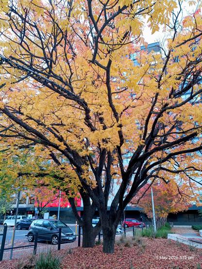 Autumn tree with black branches and yellow leaves on a pathway alongside a car park