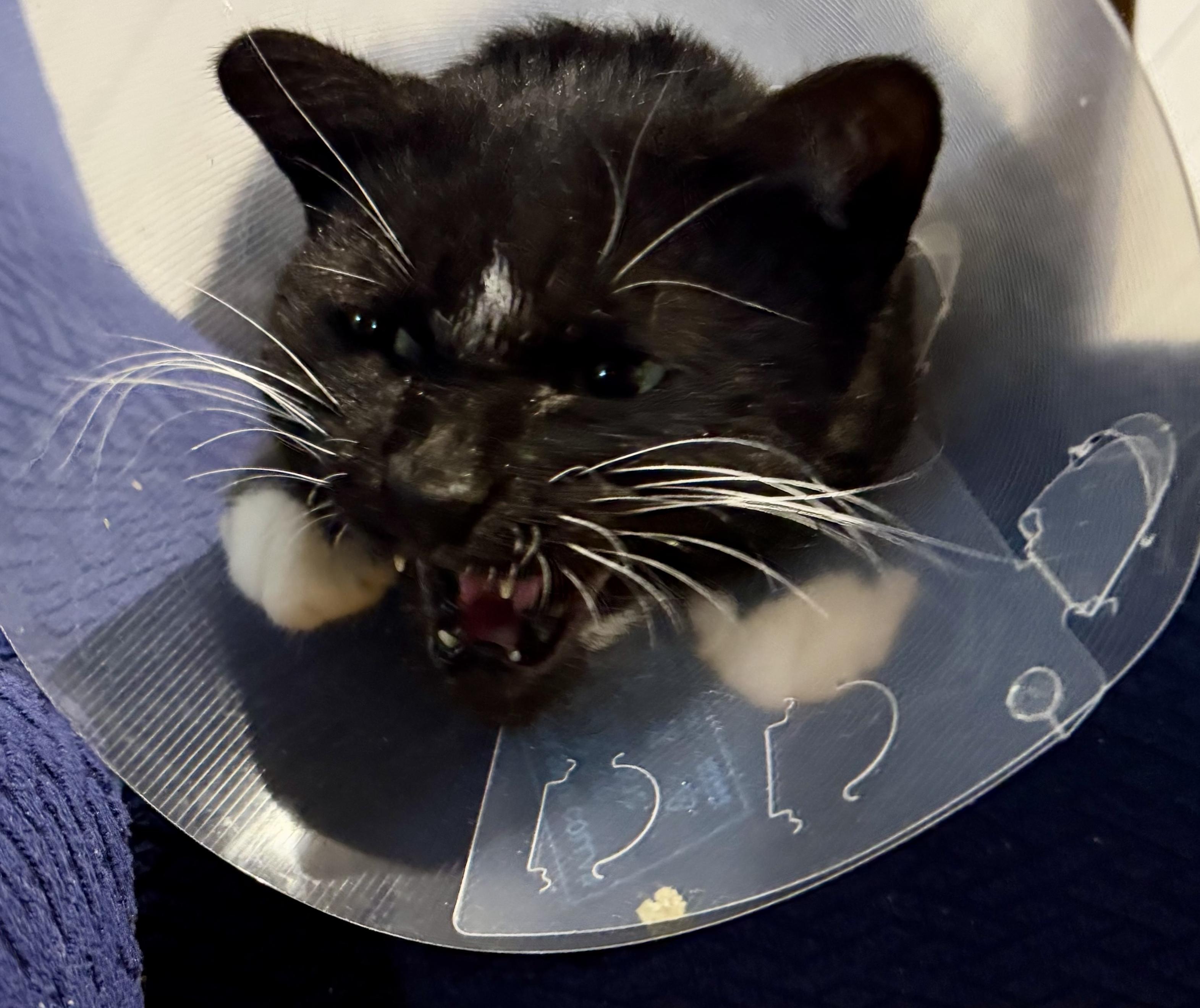 It Bruce still wearing his cone of shame, but very unhappy about it and yelling