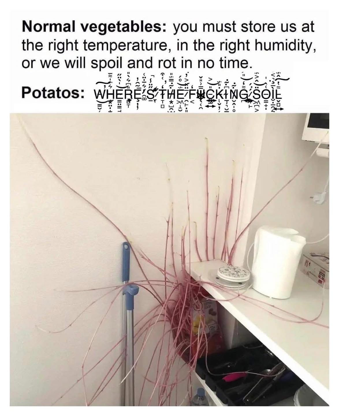 Photo of what was probably once a perfectly normal butlers pantry area; an electric kettle is visible, the corner of a microwave, a dustpan/broom set handle, and…

OMG some kind of insanely sprouting set of creepy pink tendrils!!! AHHH!!!!!!

The writing above says:
Normal vegetables: you must store us at the right temperature, in the right humidity, or we will spoil and rot in no time.
Potatoes (in a cursed font): WHERE IS THE FUCKING SOIL