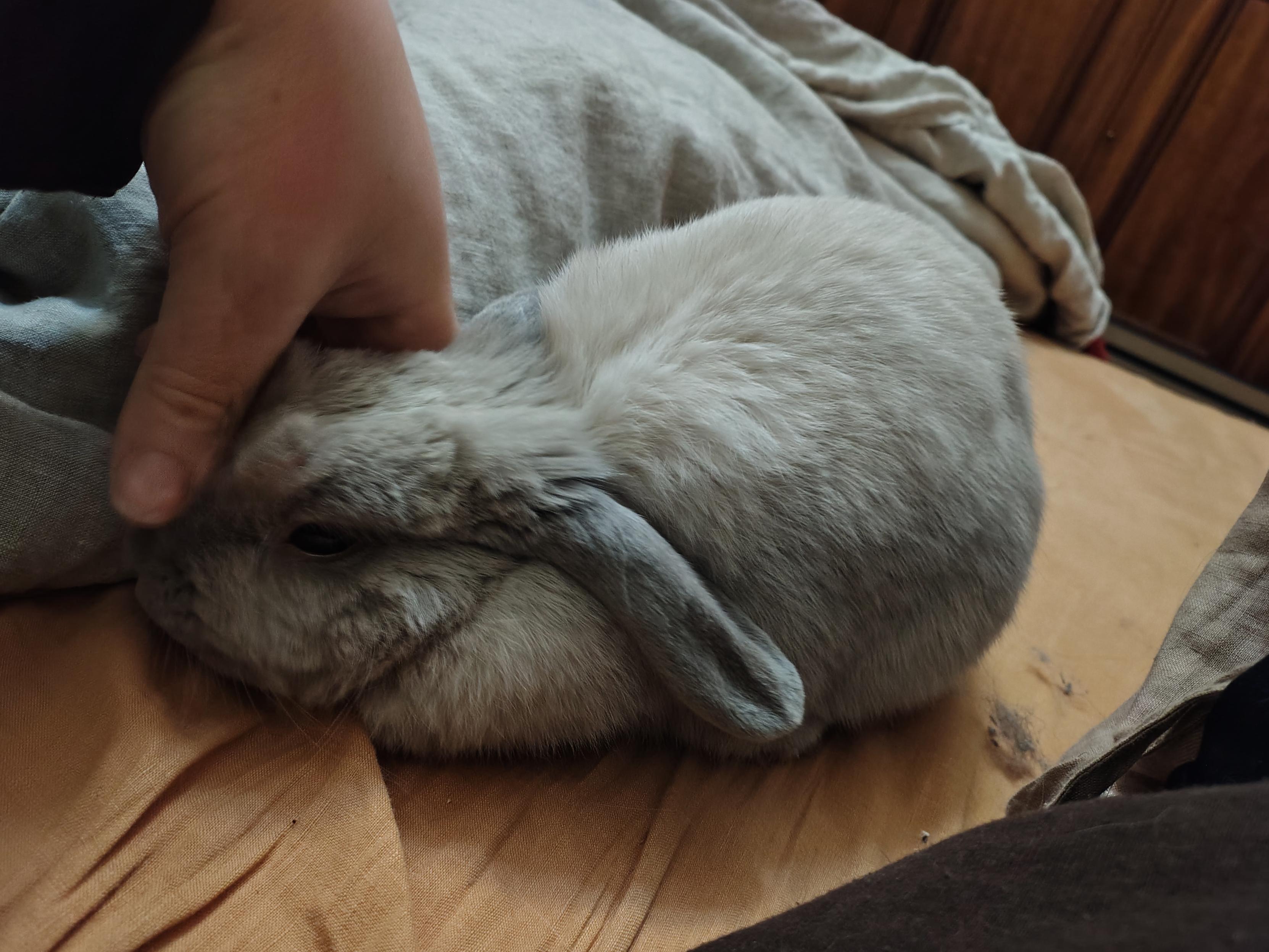 A small light grey rabbit with floppy ears, sitting on a bed. The author is rubbing her nose