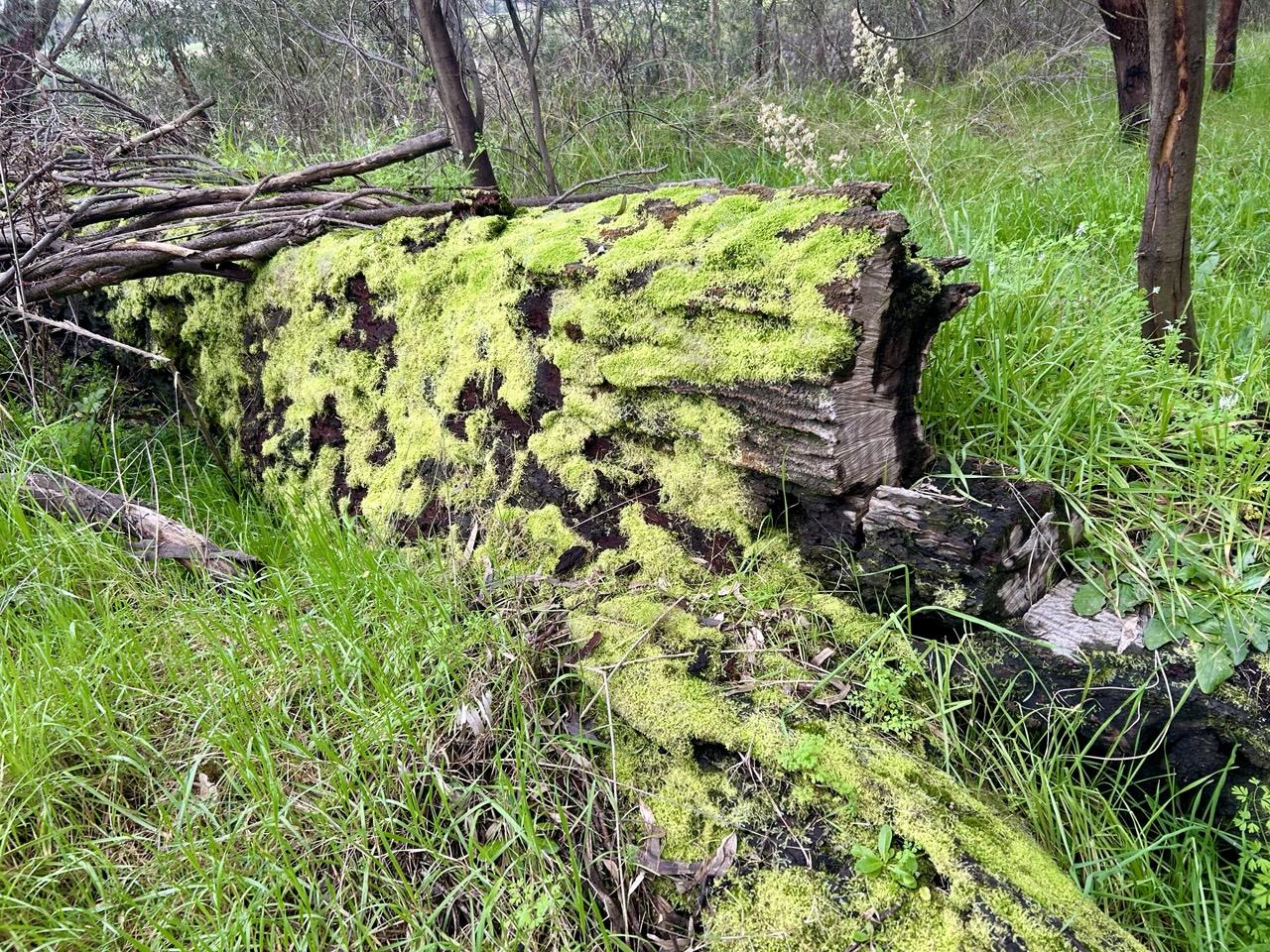 A fallen & decaying tree covered in bright yellow/green moss, or maybe lichen. There are also smaller fallen branches on top & green grass all around.