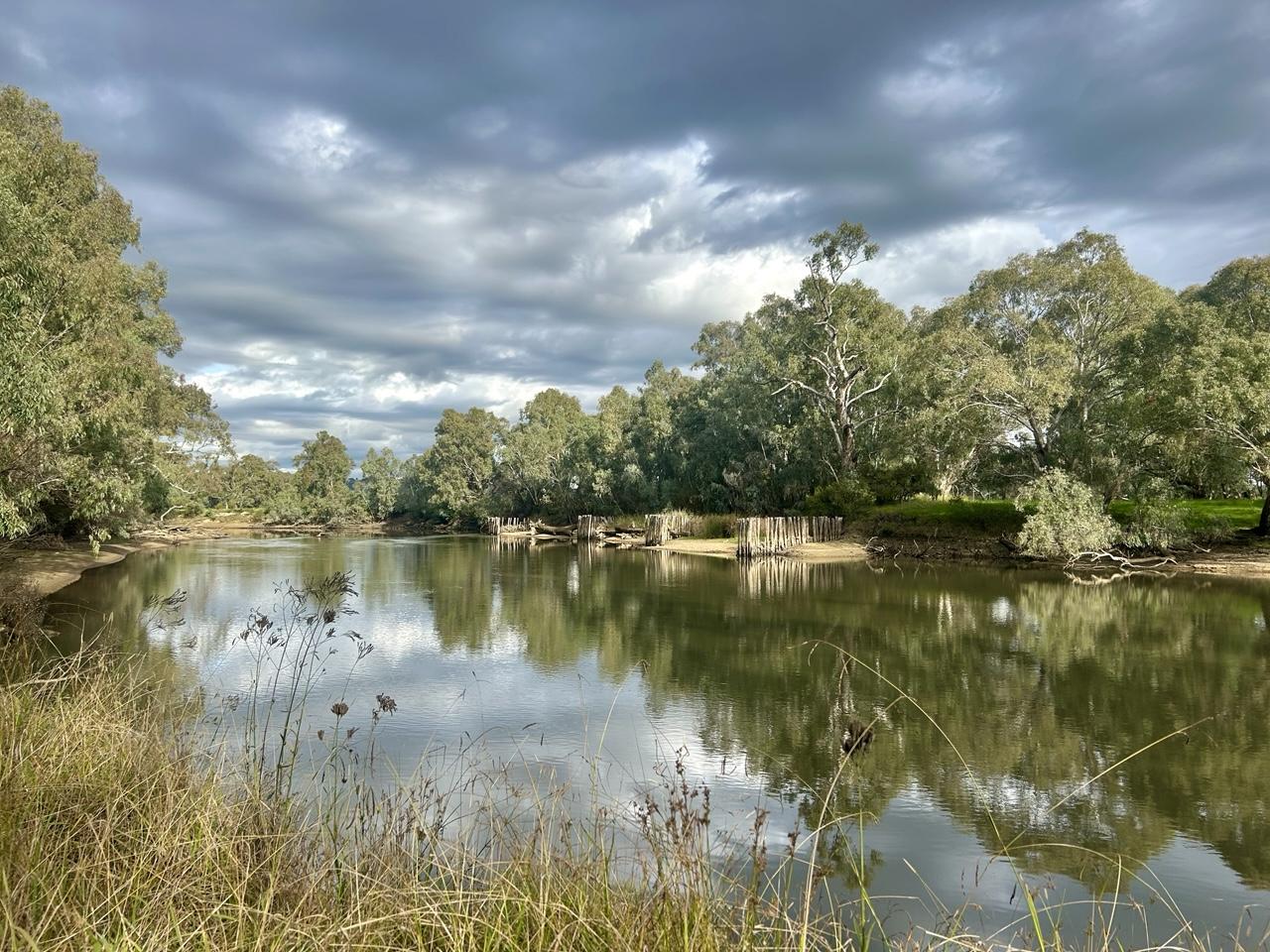 A view along Wodonga creek with eucalyptus trees on each bank. On the right hand side bank are the upright wooden posts of old jetties that were used by smugglers a long time ago. The sky is a very dark cloudy grey. It’s beautiful out though.