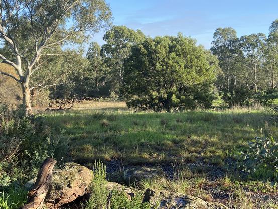 An area of grassland with a variety of eucalyptus trees and rocks in the foreground under a blue sky