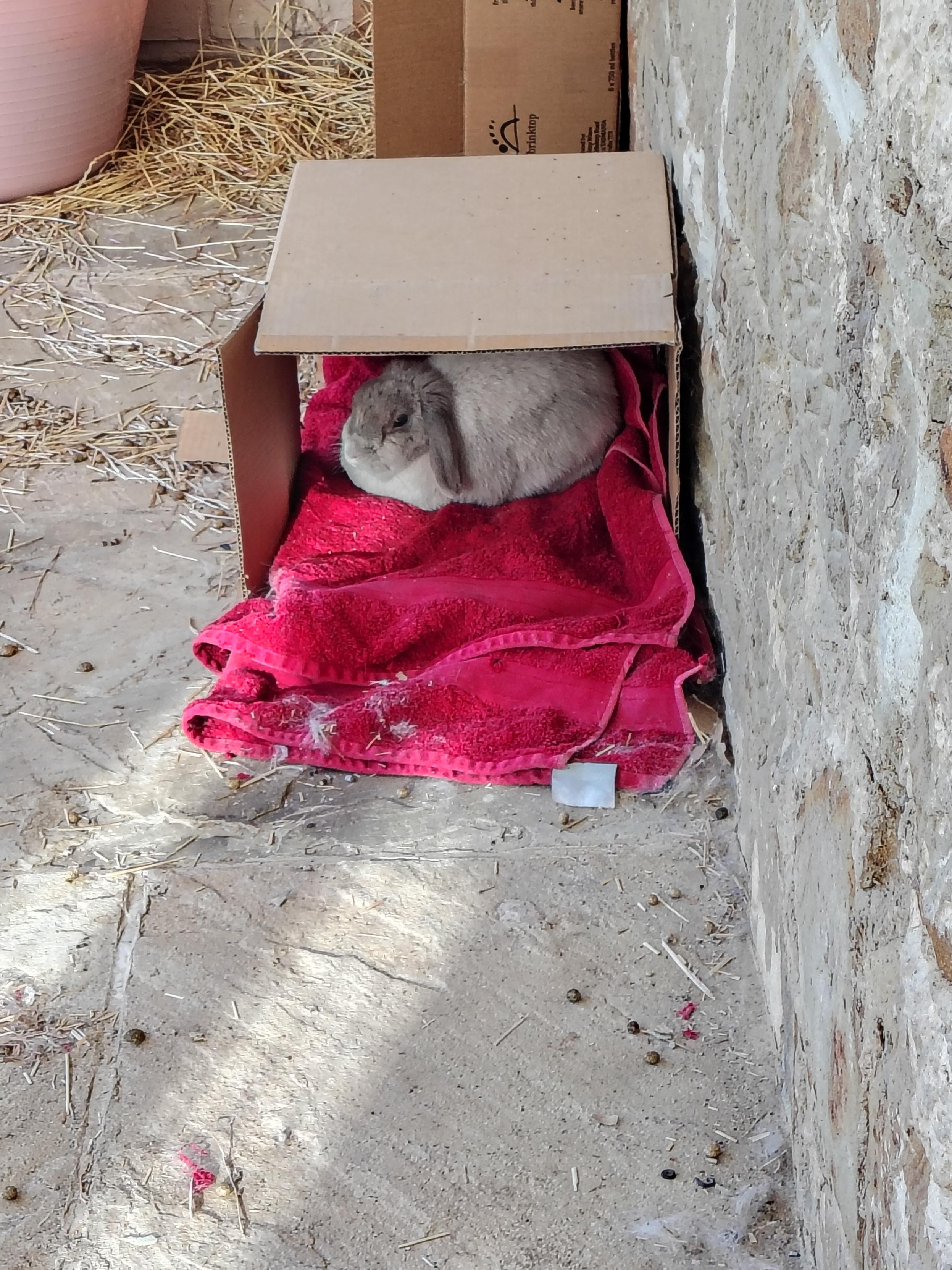 A small light grey rabbit sitting in a cardboard box with a red towel. She looks very round