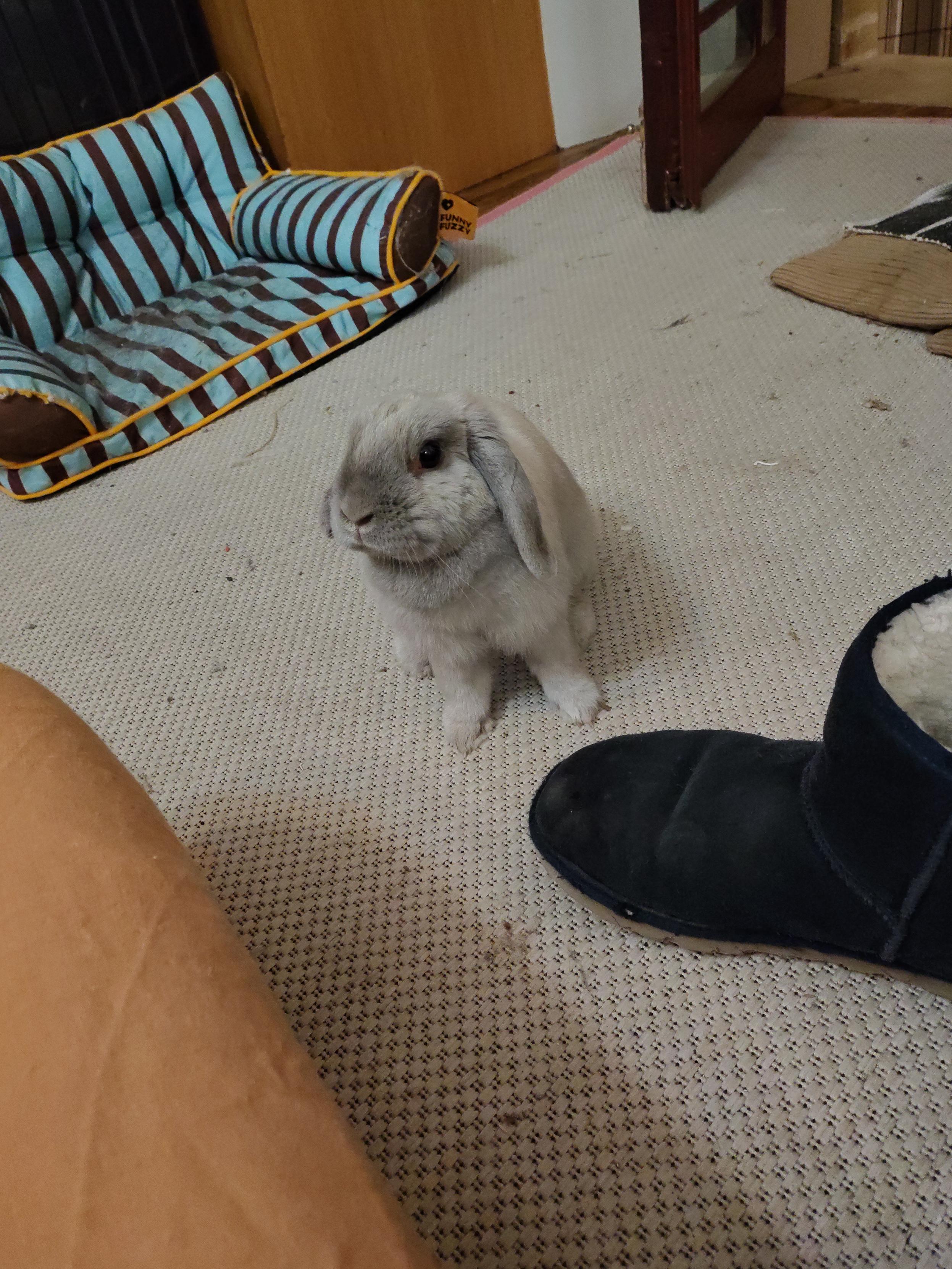 A small light grey rabbit sitting on a rug, looking up at the camera. Her cute little feet are visible