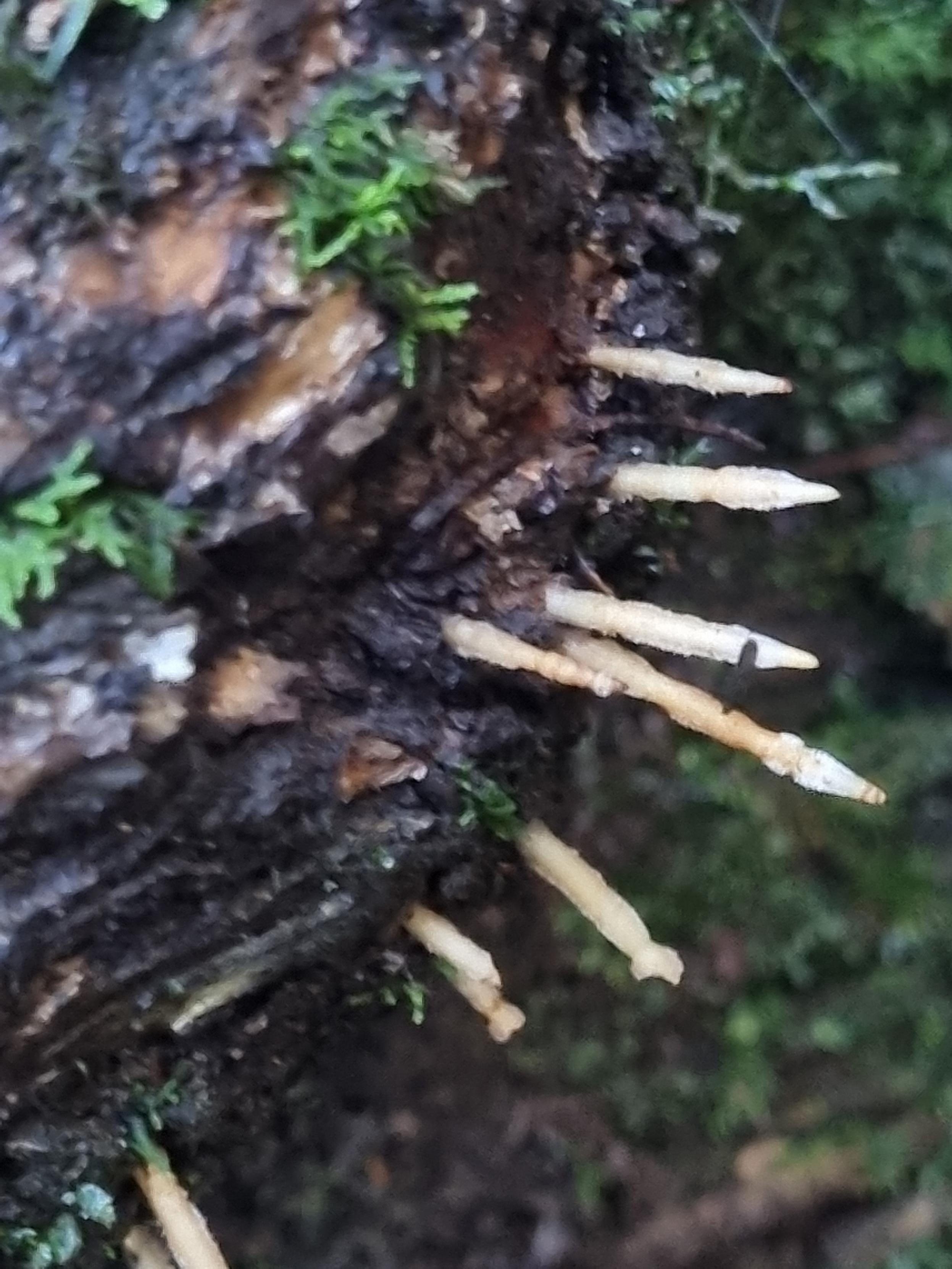 Thin shoots of tan coloured, candle shaped fungi growing out of a damp, dead piece of wood. Some greenery is also growing on the wood