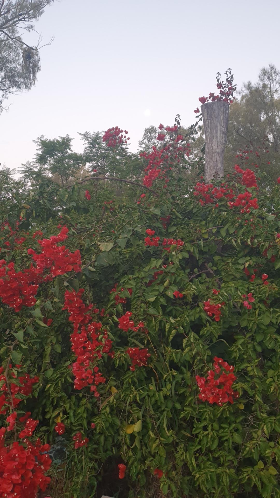 Tonight's moonrise over my red bougainvillea. Hard to see.