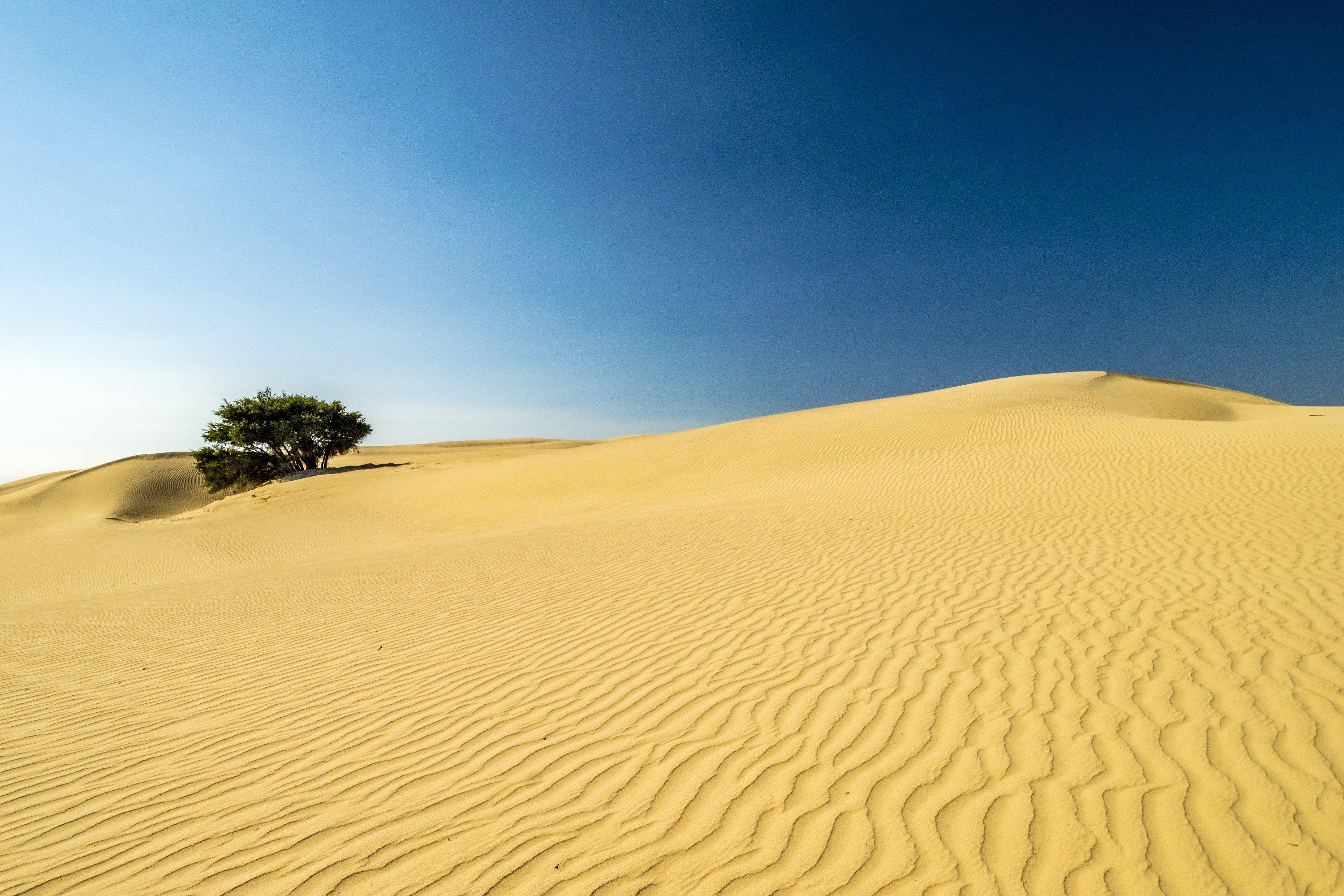 One lonely shrub on the left side of a yellow ridged sand dune. The sky above is a gradient cloudless blue.