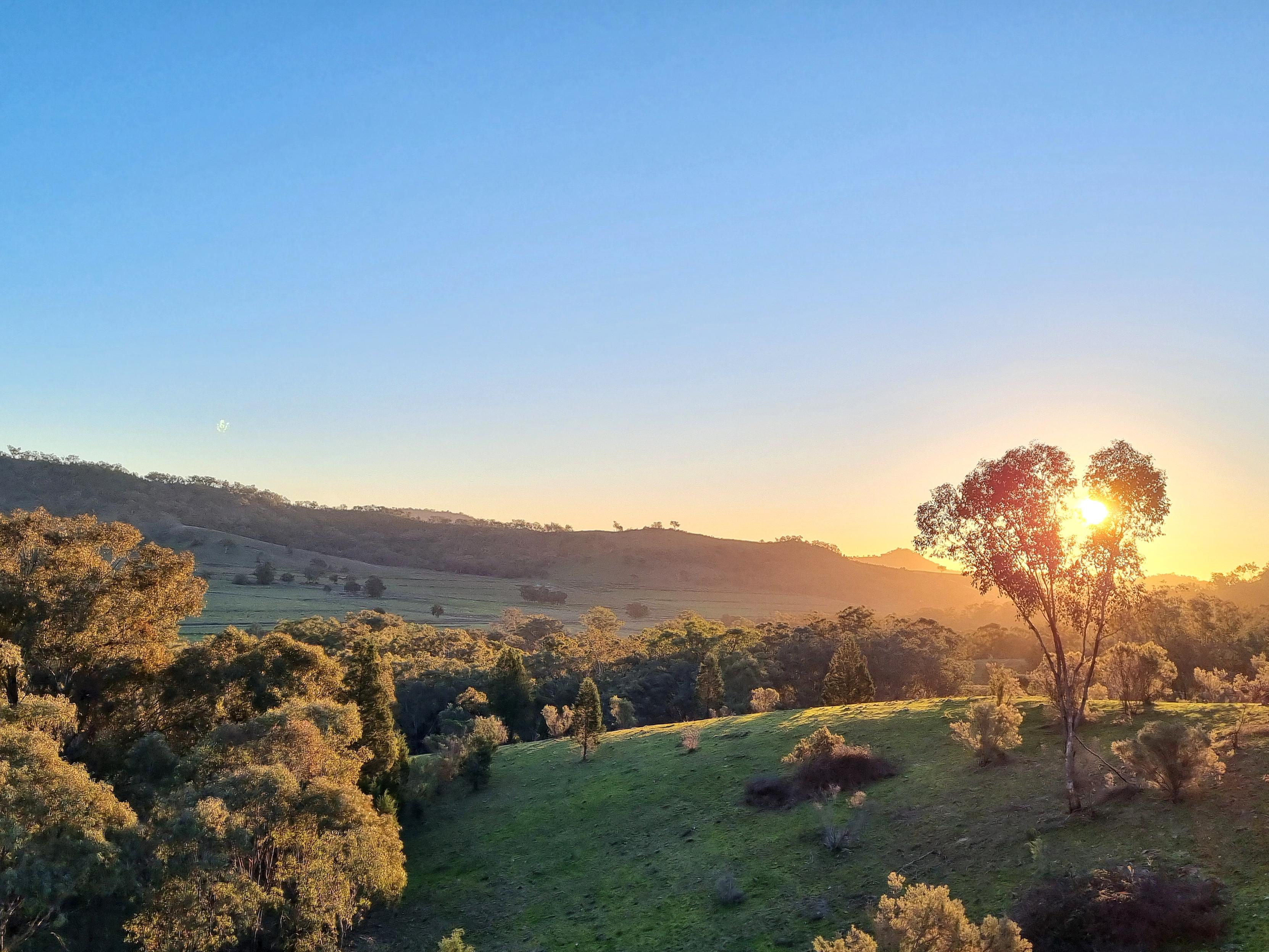 A view of green hills topped with golden light. The sun sits low behind a young gum tree on the right. Other trees with golden light are on the left.