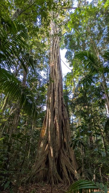 A giant fig tree in the Mary Cairncross Reserve outside Maleny, Qld.