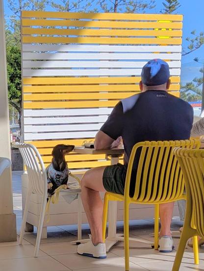 A man sits with his back to the camera in a cafe on Coolangatta beach. A small dachshund sits on the chair next to the man, peeking over the edge of the table with expectant eyes. 