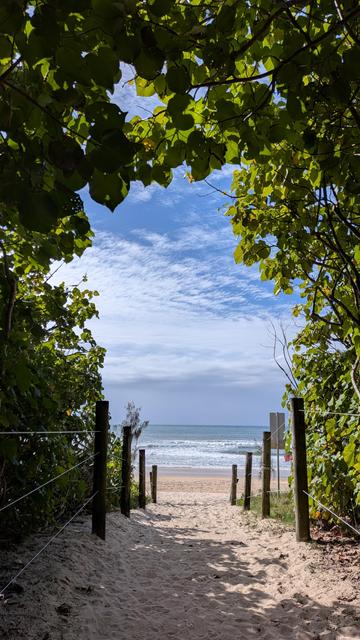 Alexandra Headland beach, viewed from the dune path beneath a canopy of green.