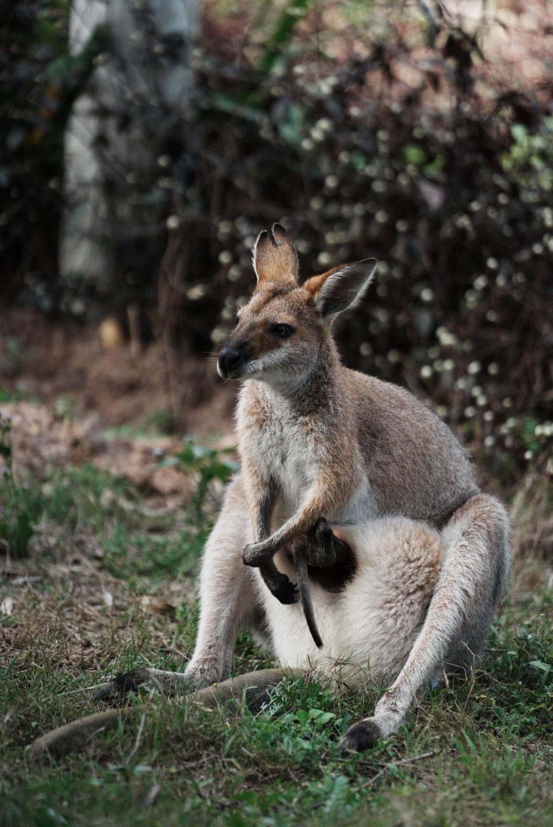 A rednecked wallaby with a very full pouch sitting in the grass.