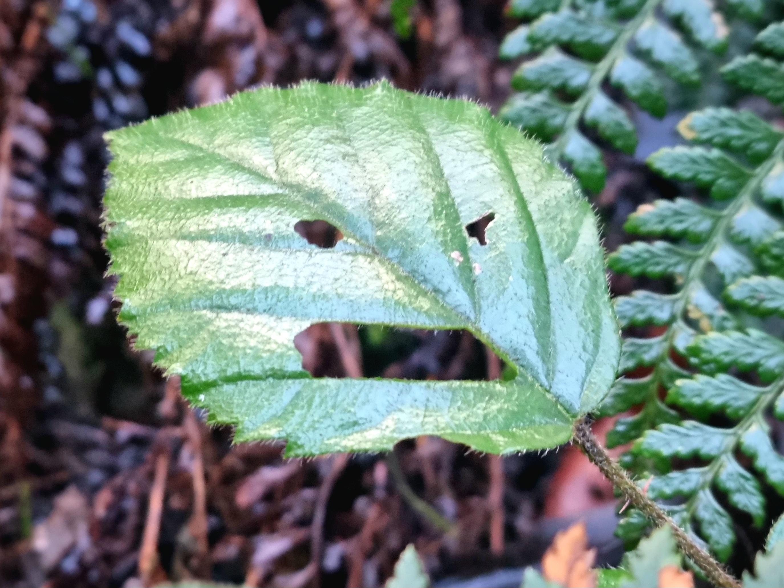 A green leaf with holes resembling eyes and a mouth in an angry expression