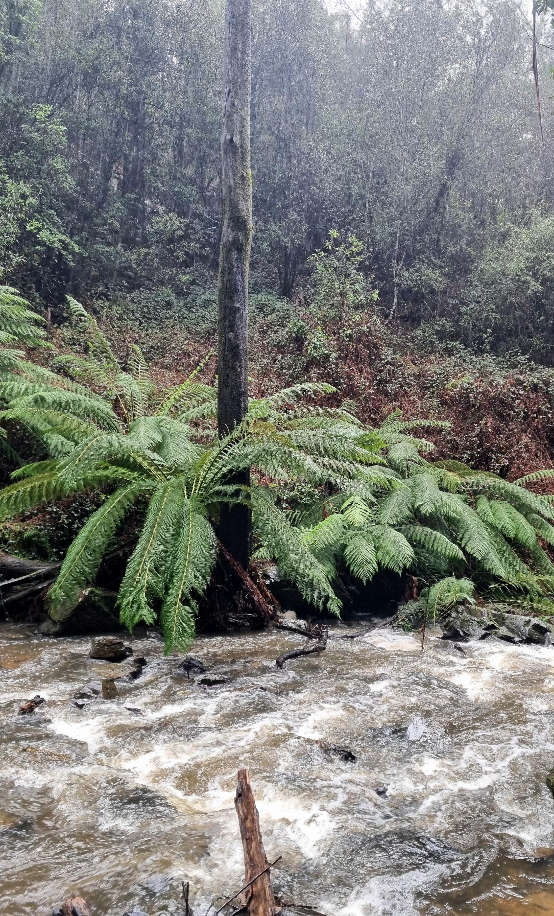A fast flowing river with lots of white water rushes past some large deep green tree ferns. A dead tree branch rises from the middle of the ferns. The upper part of the photo is a bit hazy as hard rain was falling covering the undergrowth with a misty quality.