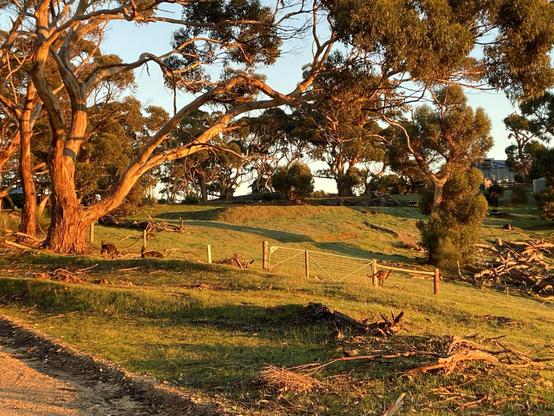 A sunlit hillside with large eucalyptus trees and some kangaroos beside a fence