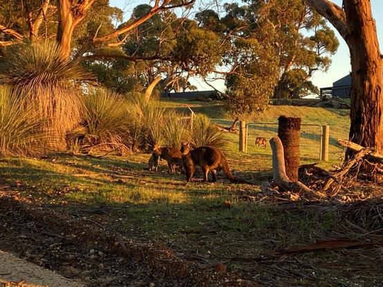 Three kangaroos on a sunlit hillside facing the camera, with eucalyptus trees behind them