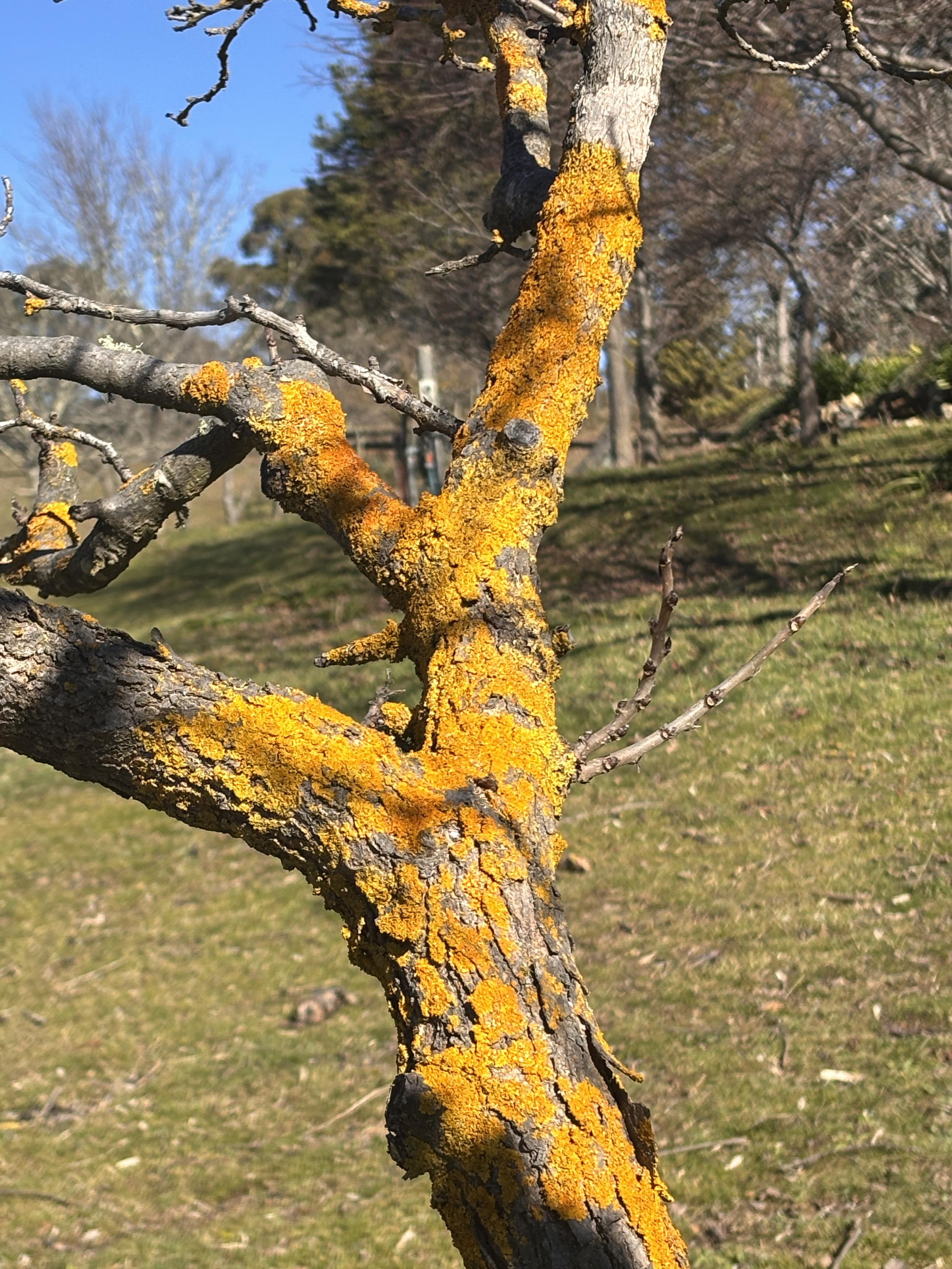 Bright yellow Starburst Lichen on a bare tree branch in sunshine