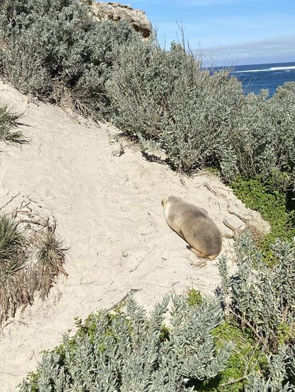 A sea lion lies on a sandy slope surrounded by scrub.