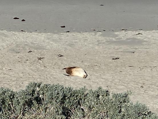 A sea lion basks on a beach in the sun.
