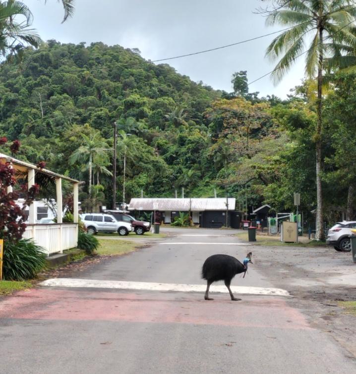 A cassowary walking across the road on a type of pedestrian crossing. Dense tropical bush in the background.