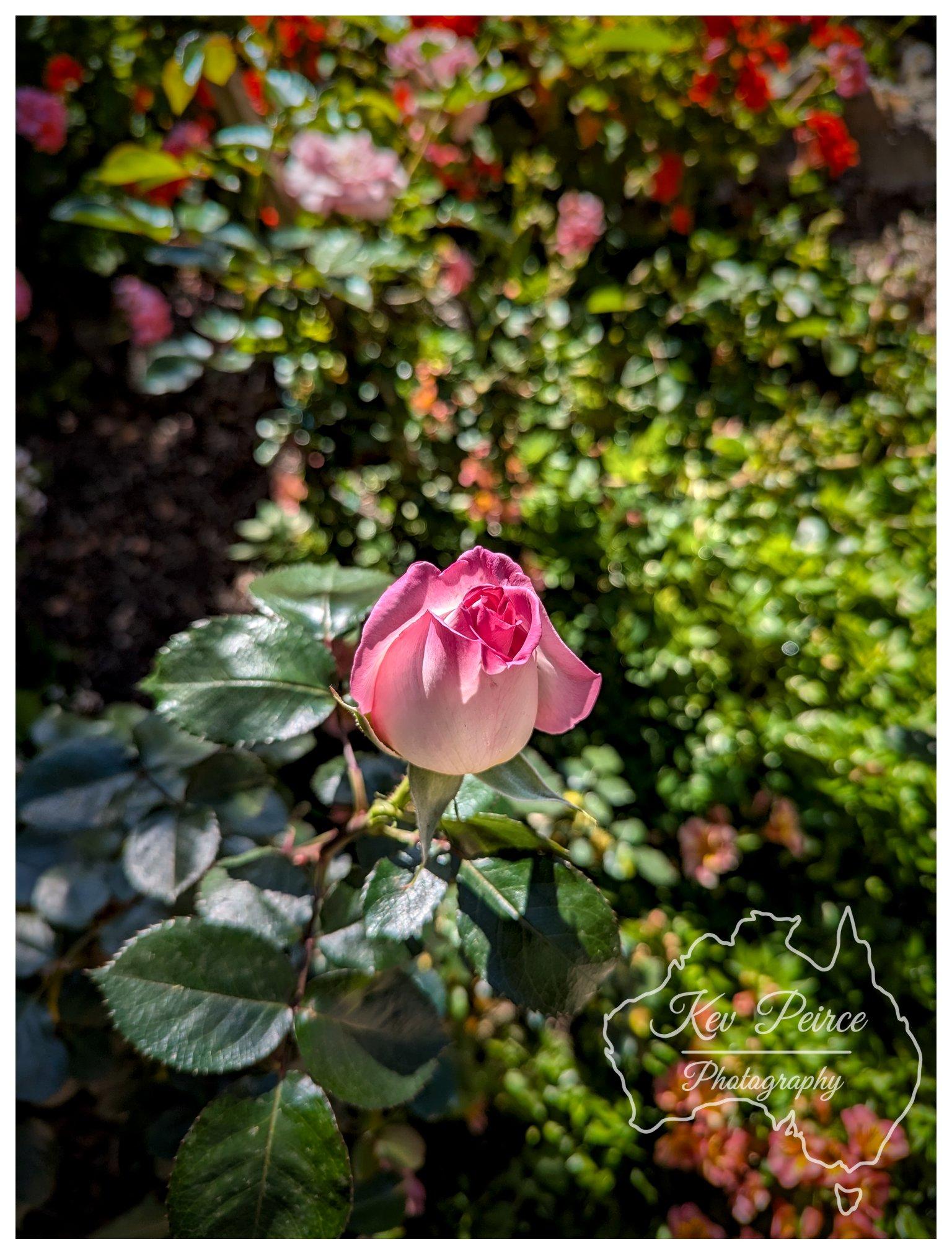 A close up, vertical shot of a young rose bud beginning to bloom. The rose petals transition from a soft cream tone at the base to a vibrant, rich magenta along the edges. Sunlight catches the top of the bud and the glossy green leaves around its stem, while the background consists of a soft, out of focus garden filled with dappled light and green foliage. A subtle watermark sits in the bottom right corner.