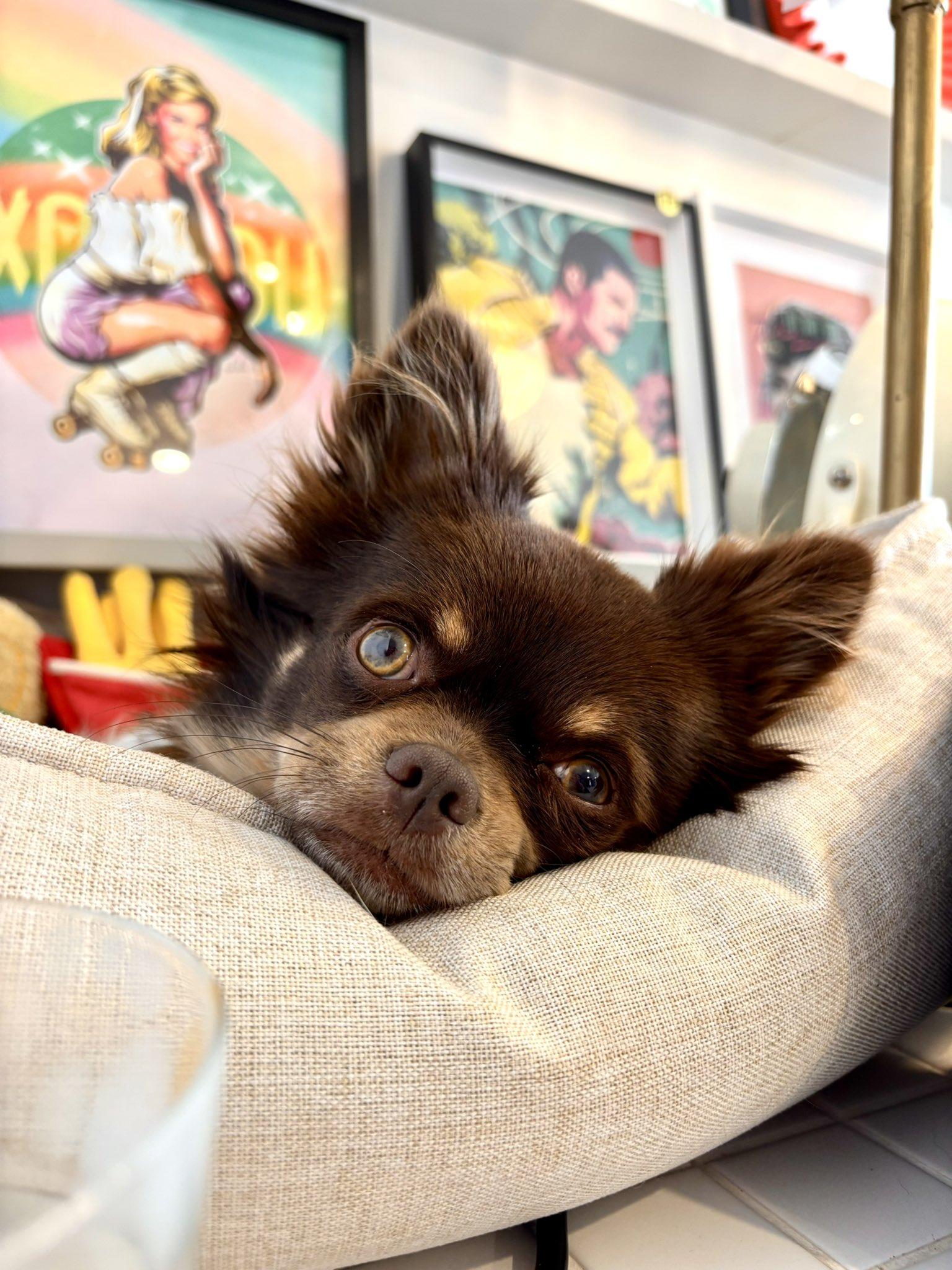 photo of my brown + tan chihuahua, Chippy, sitting in a bed on top of a shop counter, chilling.