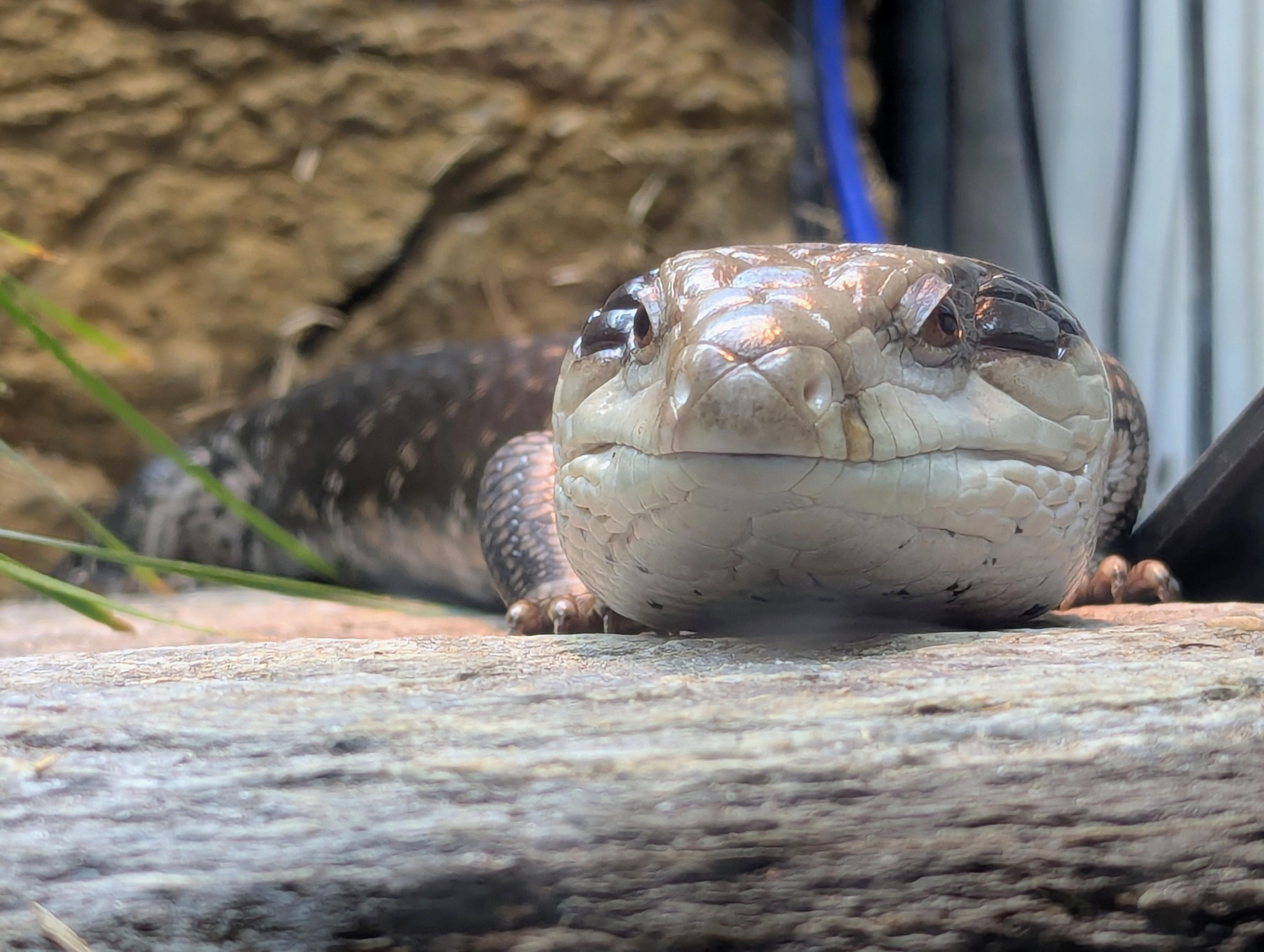 Closeup photo of the face of a blue tongue skink.