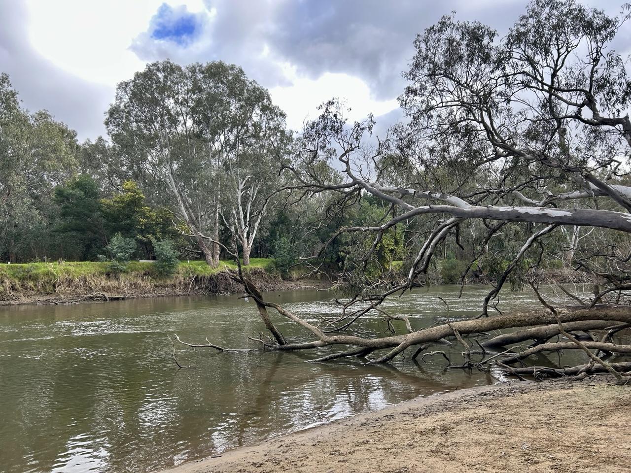 A large fallen eucalyptus tree in the Murray River, both river banks are visible as are trees on the other side. The sky is mostly grey & white clouds with one patch of bright blue.