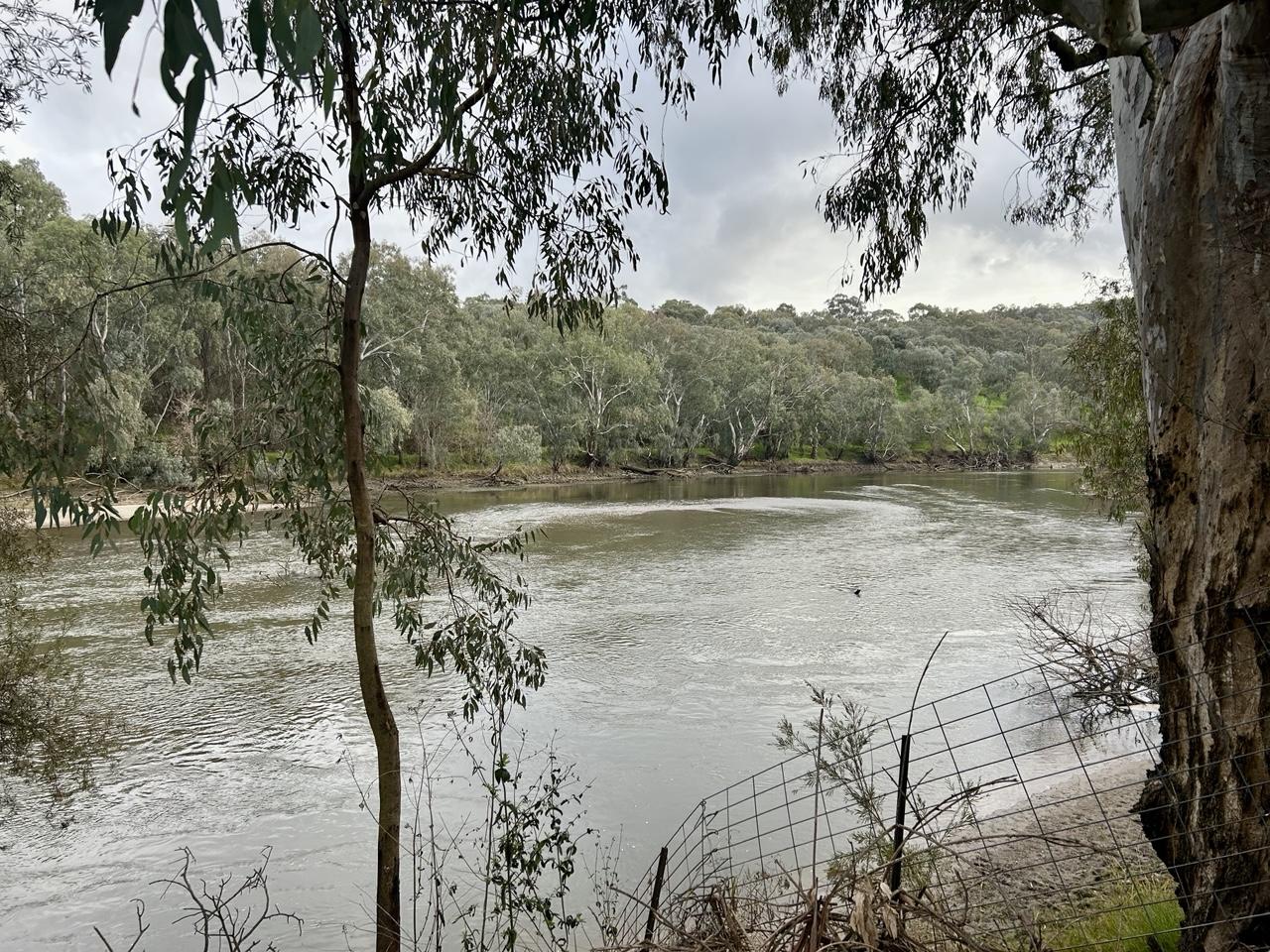 A view of the Murray River taken between a large tree on the right & thin tree on the left.
